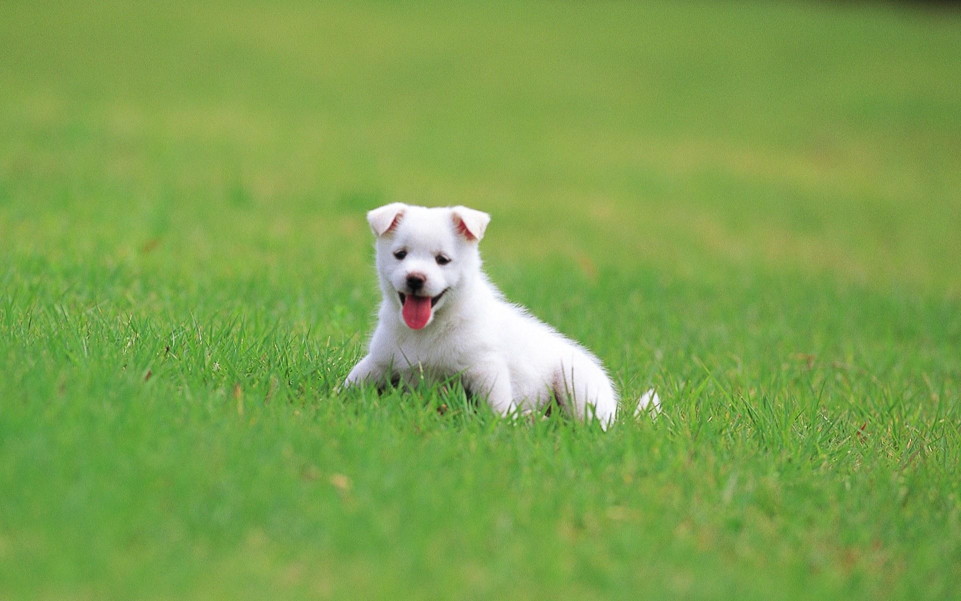 carta da parati per cani sicura jarman,cane,cucciolo,pastore bianco,cane da compagnia,erba