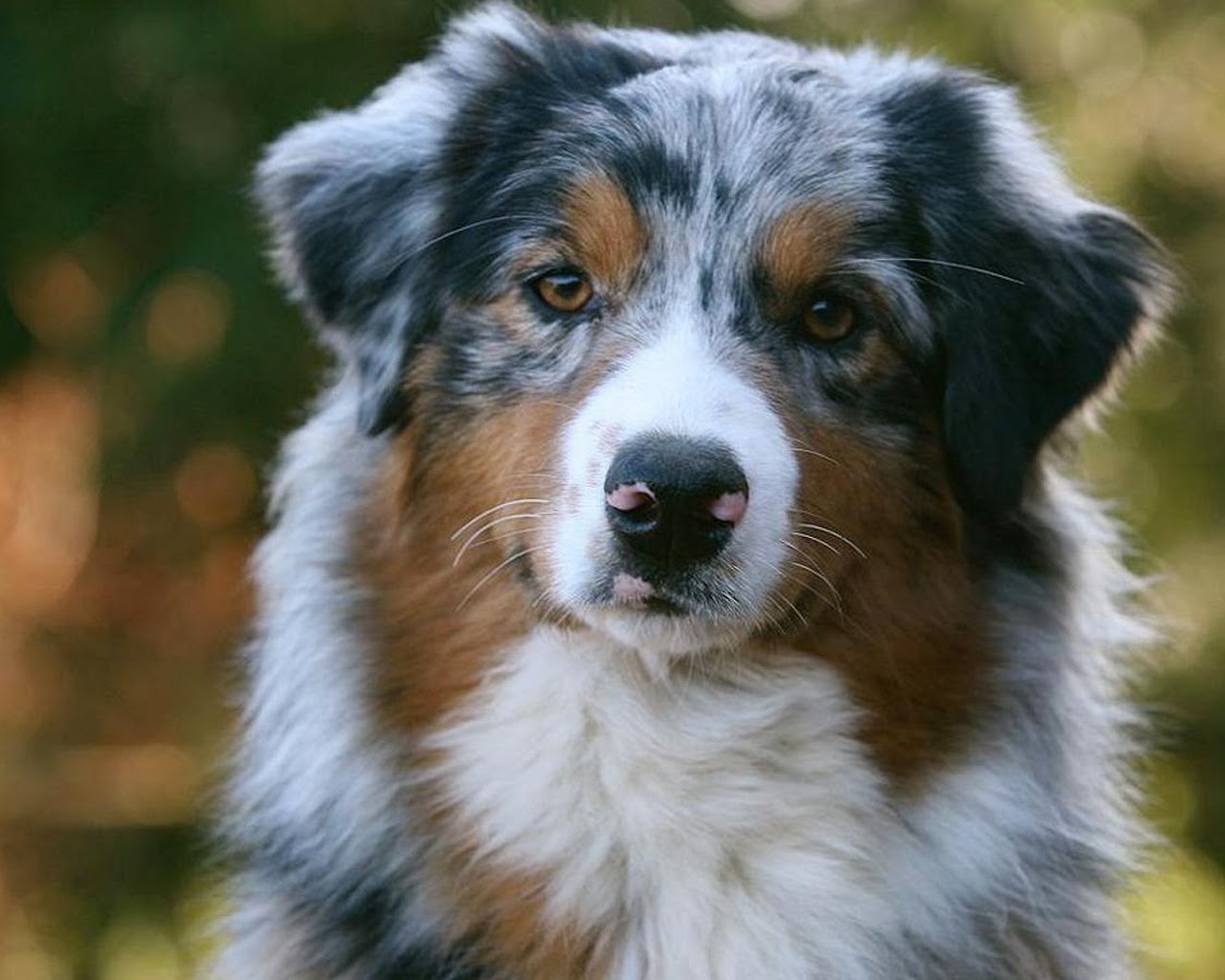 fondo de pantalla de pastor australiano,perro,collie australiano,pastor australiano,perro de compañía