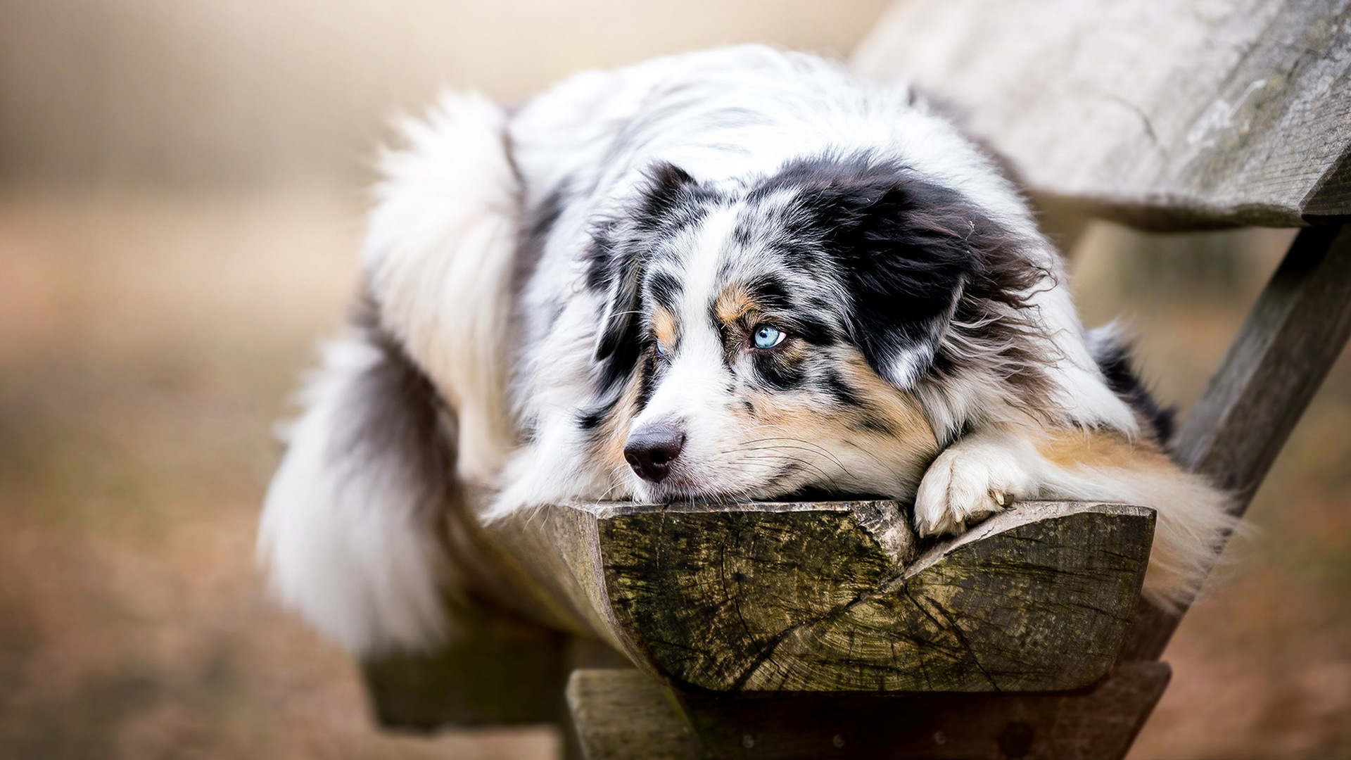 787519 Title Animal Australian Shepherd Dogs Dog - Australian Shepherd