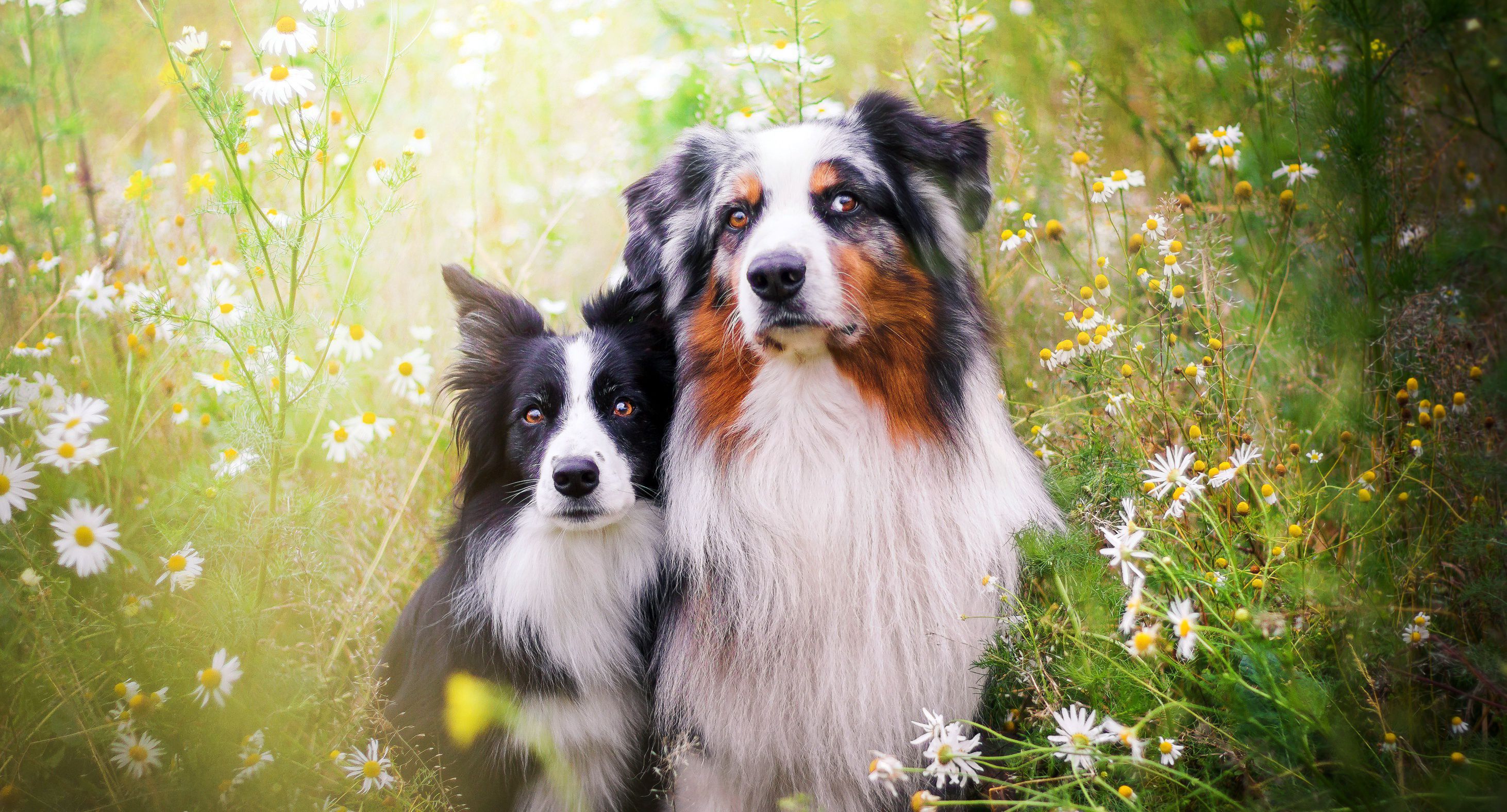 fondo de pantalla de pastor australiano,perro,collie australiano,pastor australiano,perro de compañía,border collie