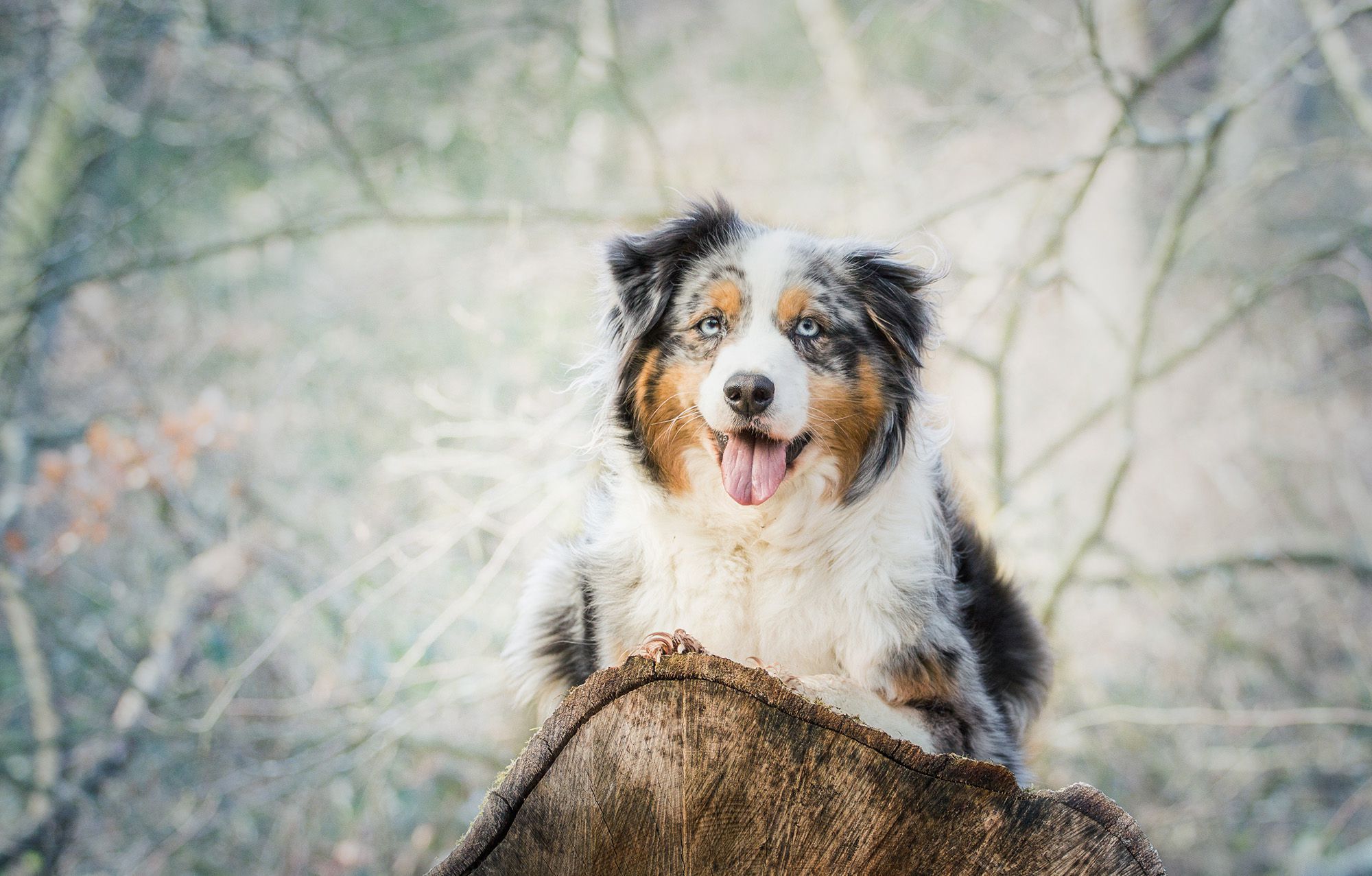 Australian Shepherd Background Phone- WallpaperUse