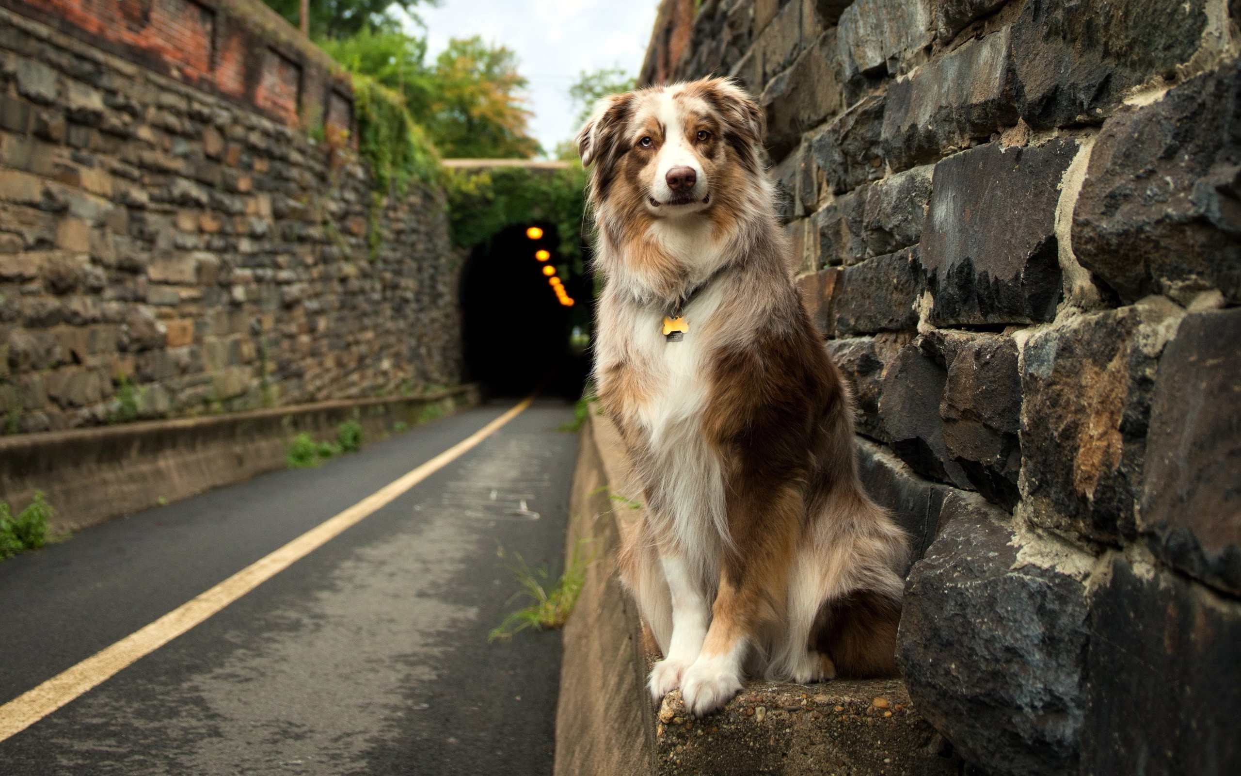 australian shepherd wallpaper,dog,canidae,mammal,dog breed,carnivore