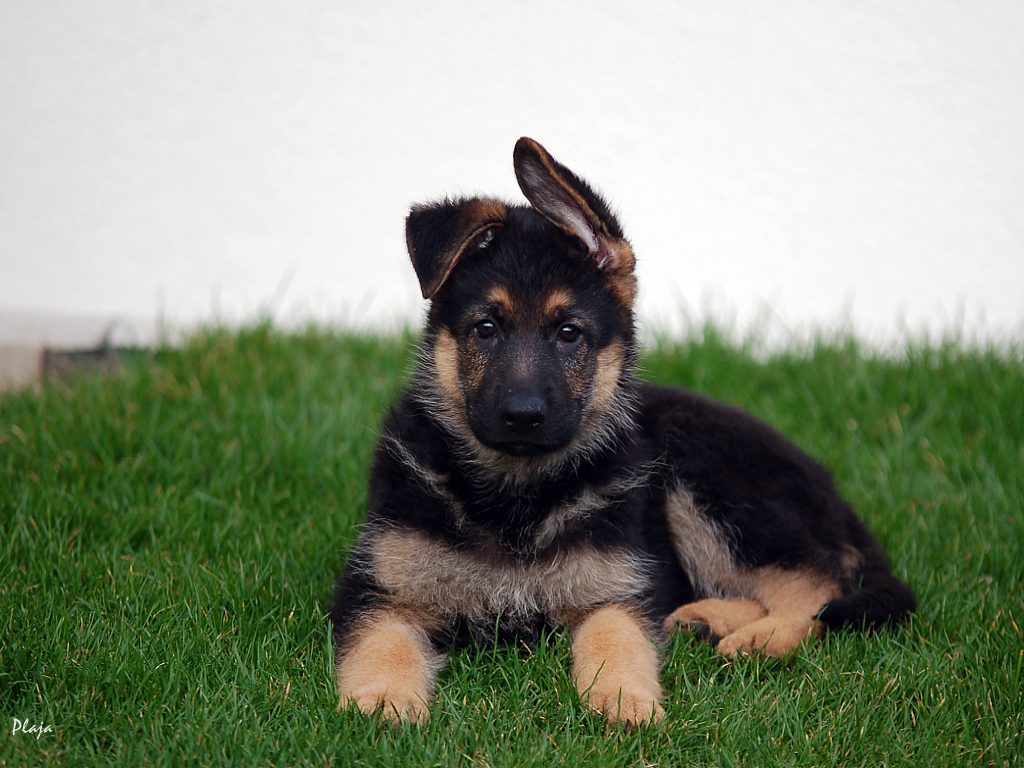 papier peint chiot berger allemand,chien,chien de race berger allemand,vieux berger allemand,chiot,roi berger