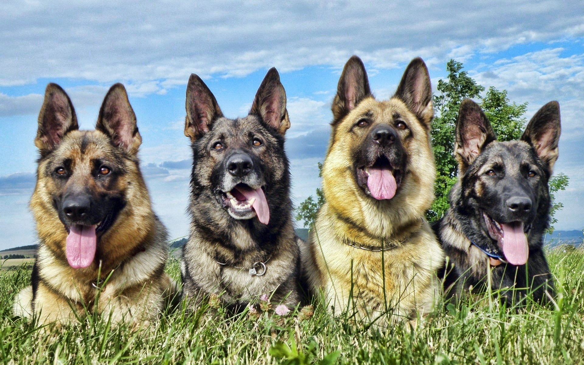 독일 셰퍼드 강아지 벽지,개,독일 셰퍼드 개,오래 된 독일 셰퍼드 개,왕 목자,동유럽 셰퍼드
