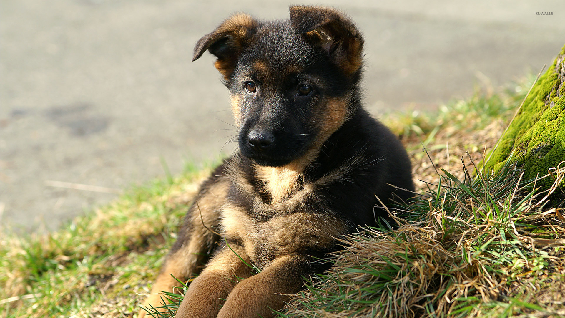 papier peint chiot berger allemand,chien,chien de rue,chiot,terrier noir et feu