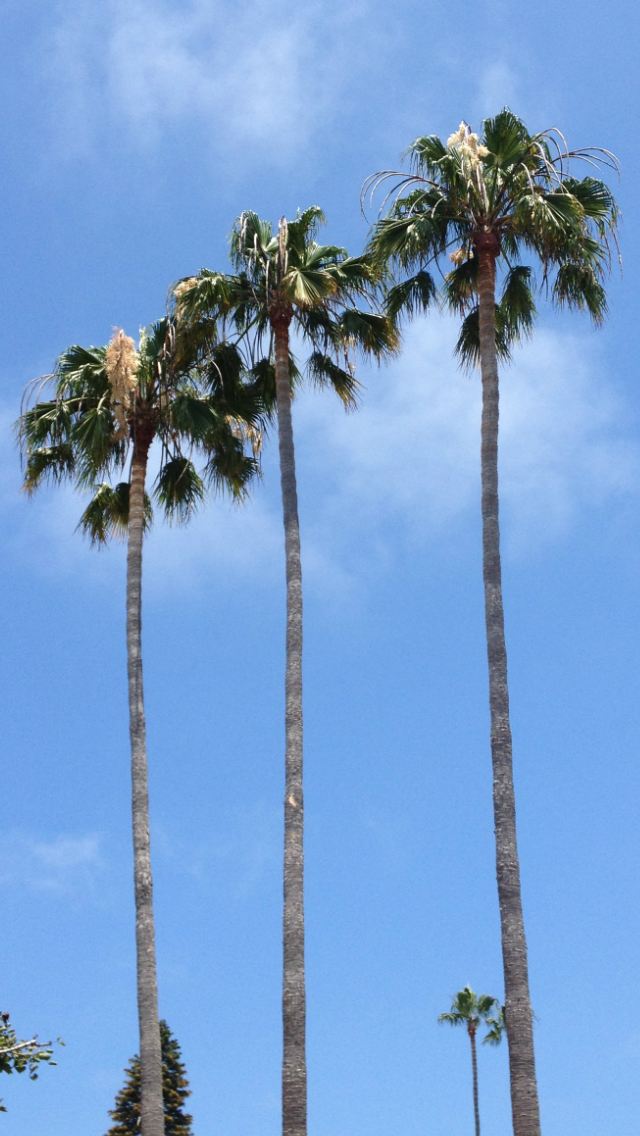 fond d'écran iphone californie,arbre,palmier du désert,palmier,roystonea,plante