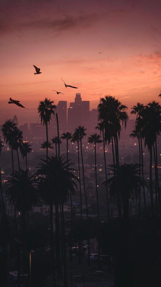 fond d'écran iphone californie,ciel,la nature,arbre,palmier,lever du soleil