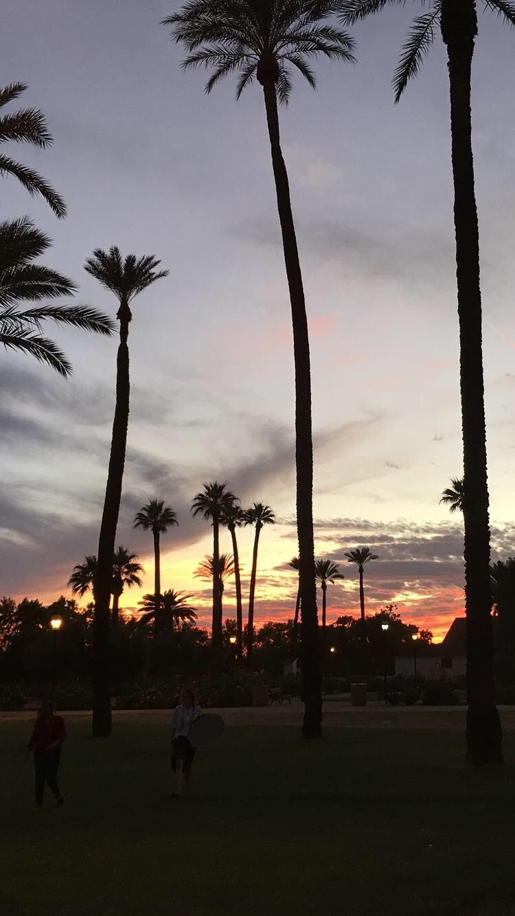 california iphone wallpaper,tree,sky,palm tree,arecales,sunset