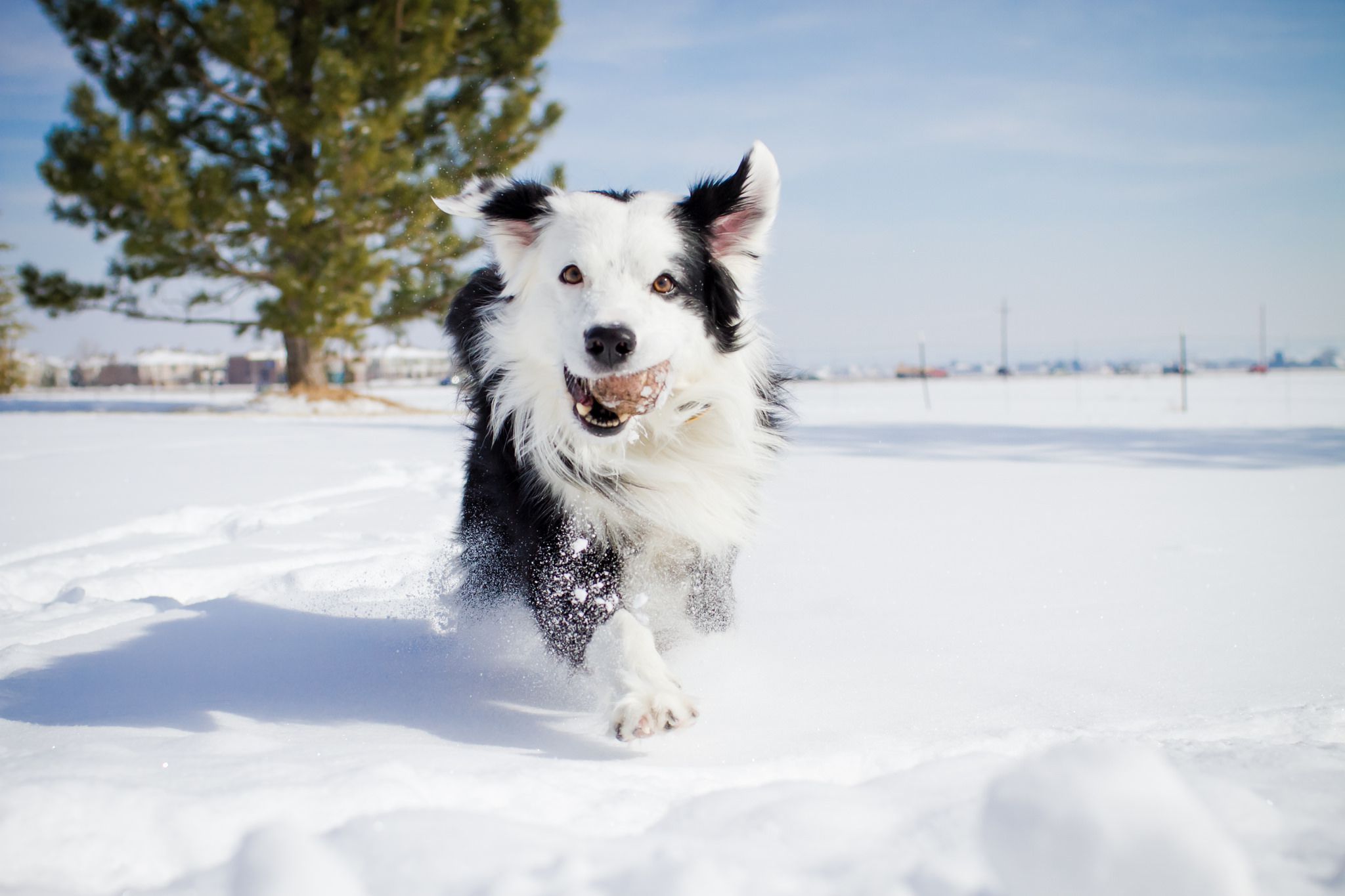 fondo de pantalla collie,perro,nieve,invierno,grupo deportivo,border collie