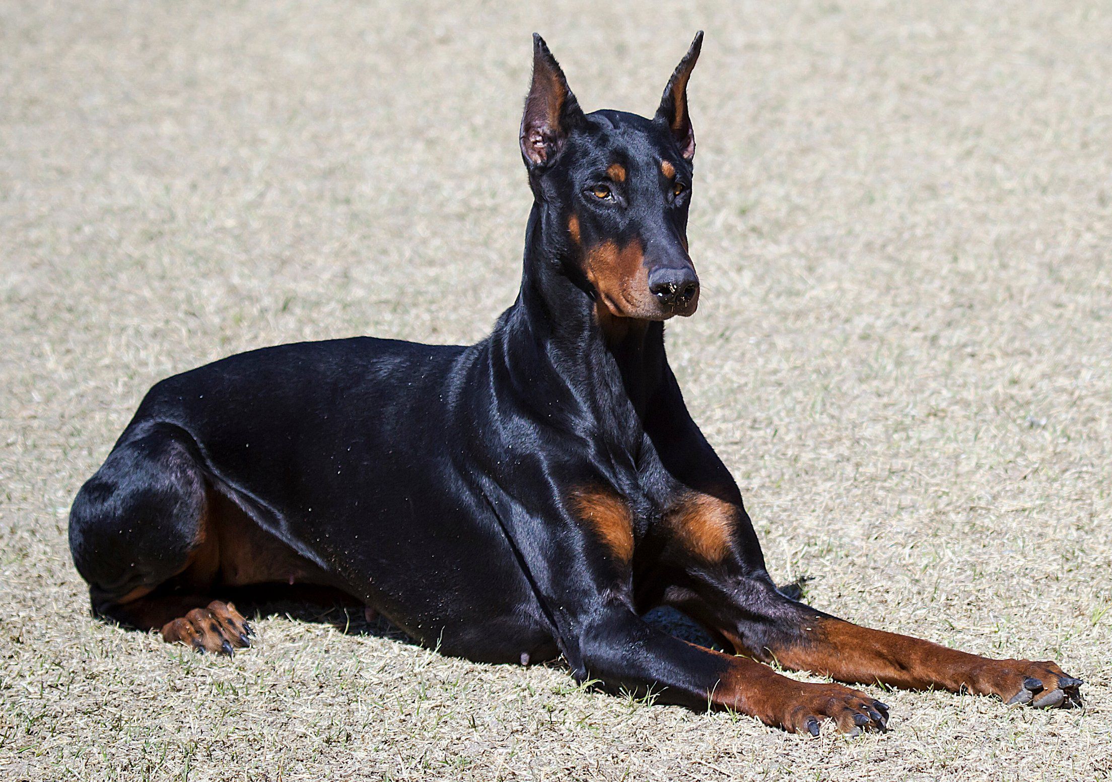 Doberman Pinscher - Doberman Pinscher Dog- WallpaperUse