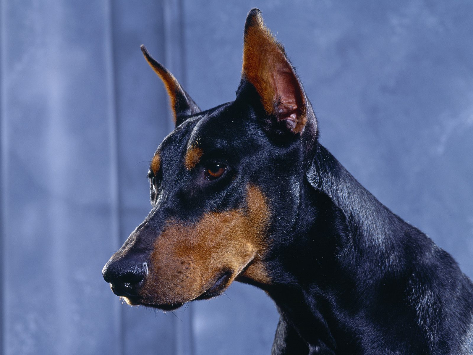 fond d'écran doberman pinscher,chien,dobermann