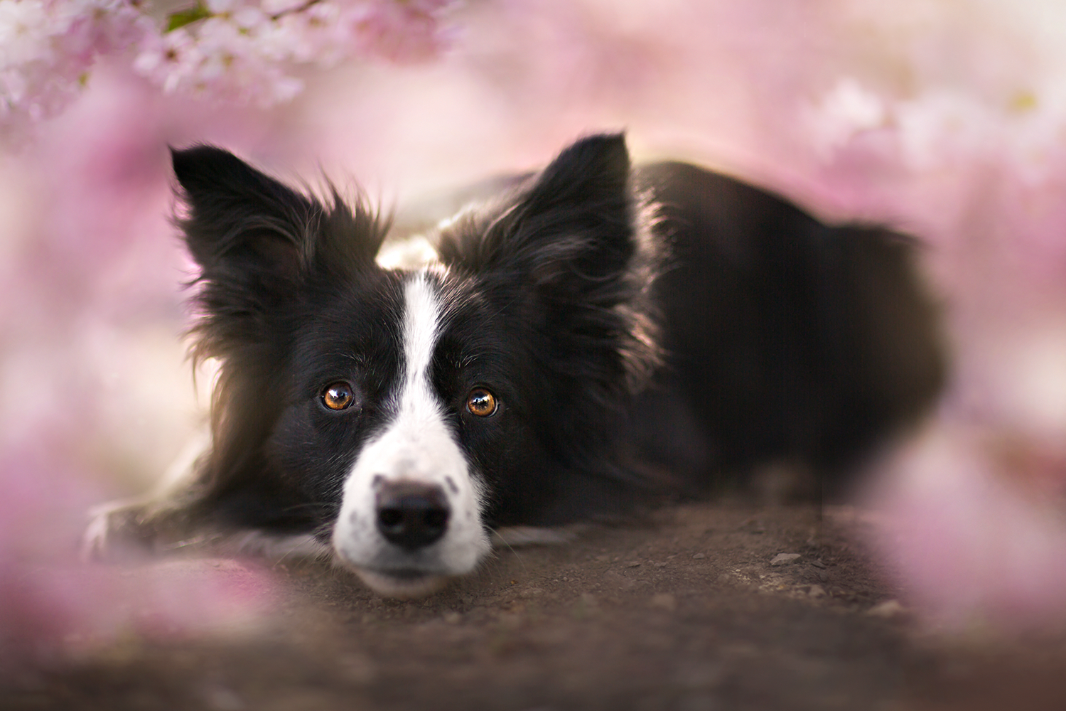 fond d'écran collie,chien,border collie,colley australien,museau