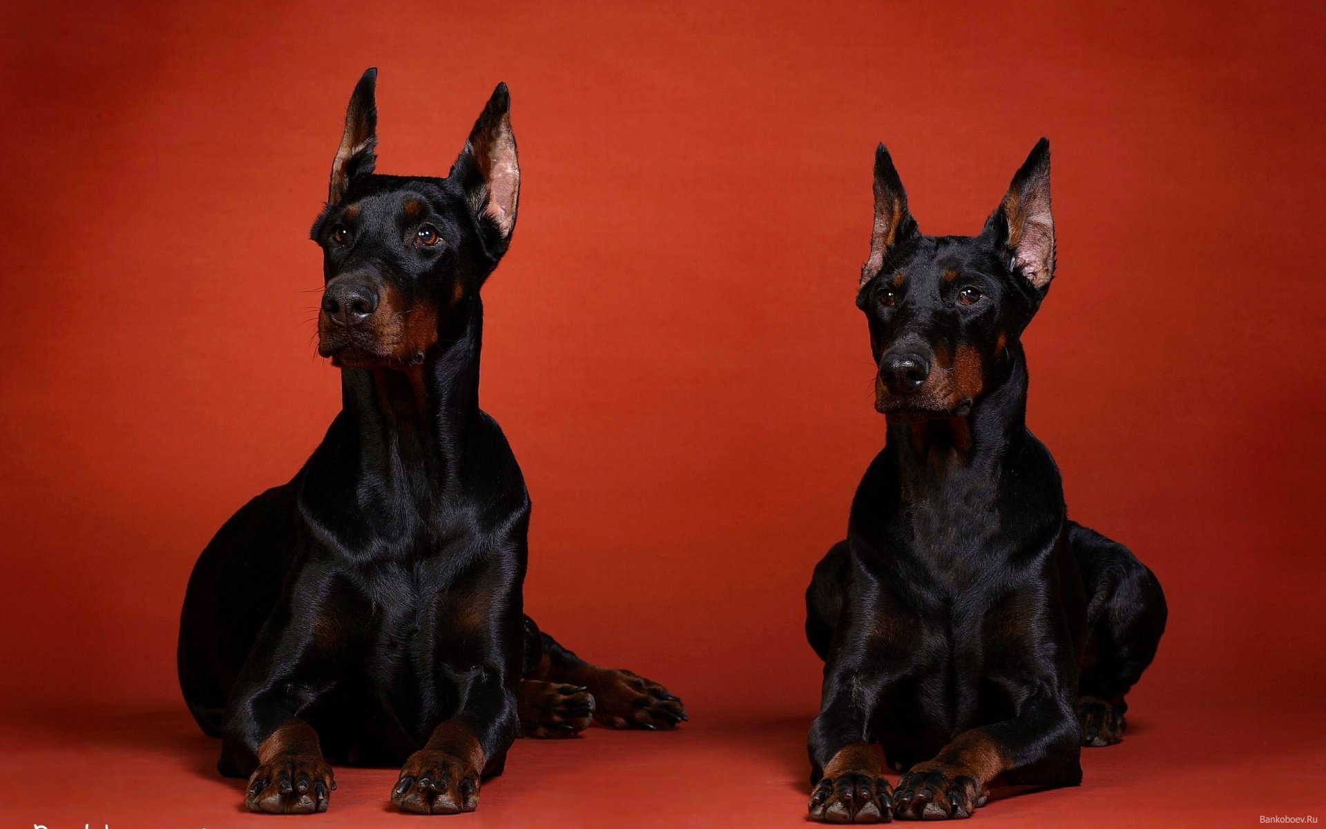 560463 Title Animal Doberman Pinscher Dogs Wallpaper - Desktop Doberman