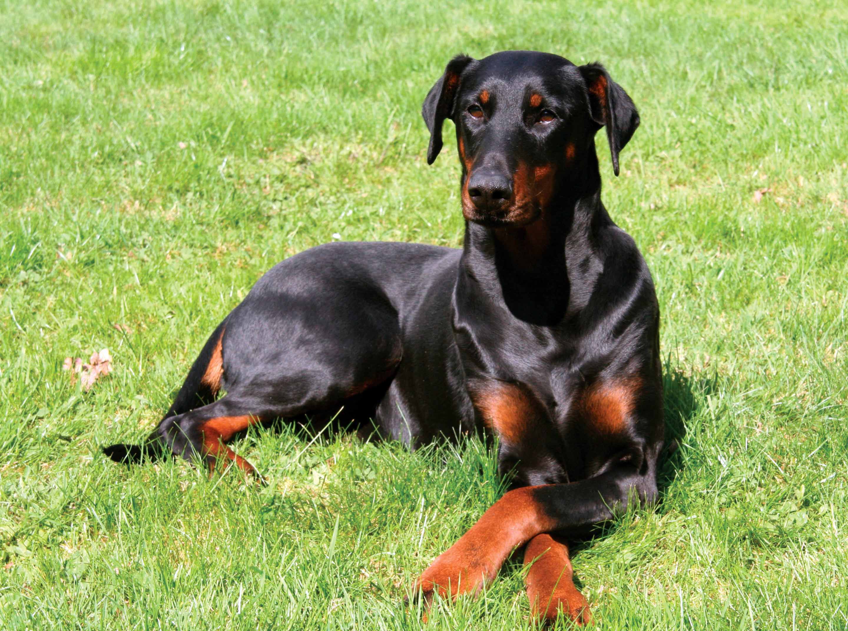 carta da parati doberman pinscher,cane,segugio austriaco nero e marrone chiaro,cane da caccia polacco