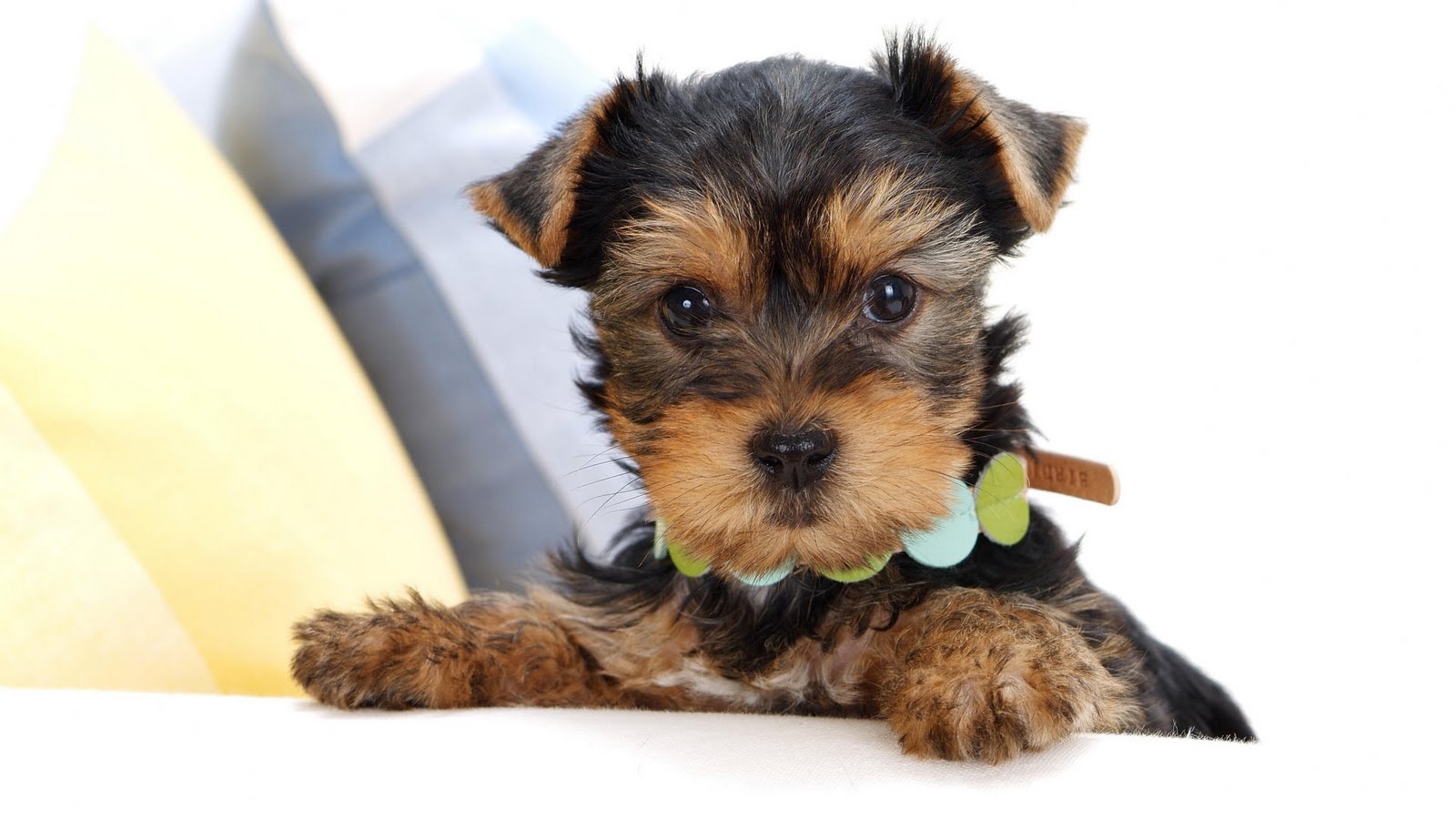 yorkshire terrier wallpaper,cane,cucciolo,yorkshire terrier,cane da compagnia