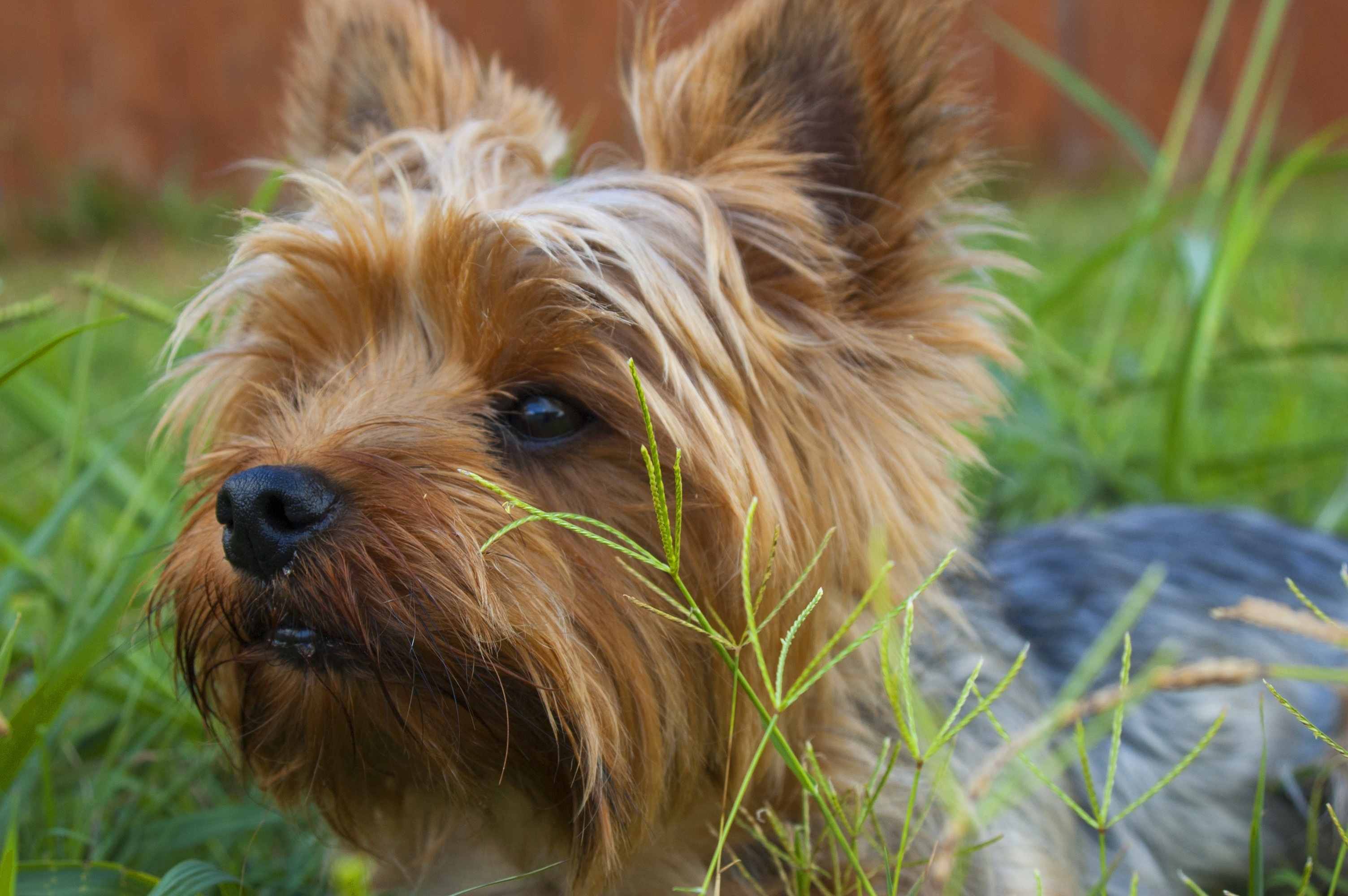 yorkshire terrier wallpaper,dog,mammal,vertebrate,dog breed,canidae