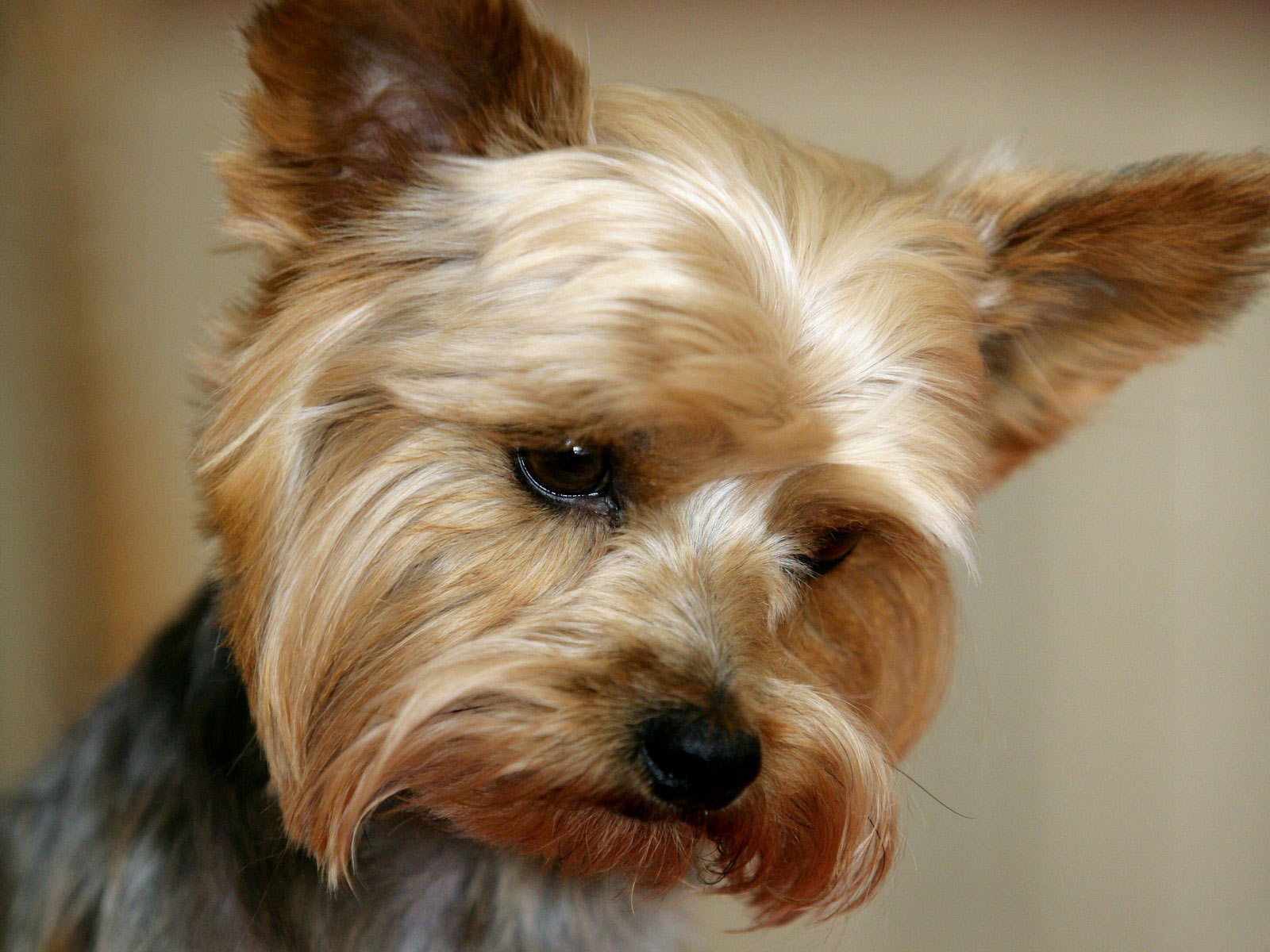 yorkshire terrier wallpaper,dog,mammal,vertebrate,dog breed,canidae
