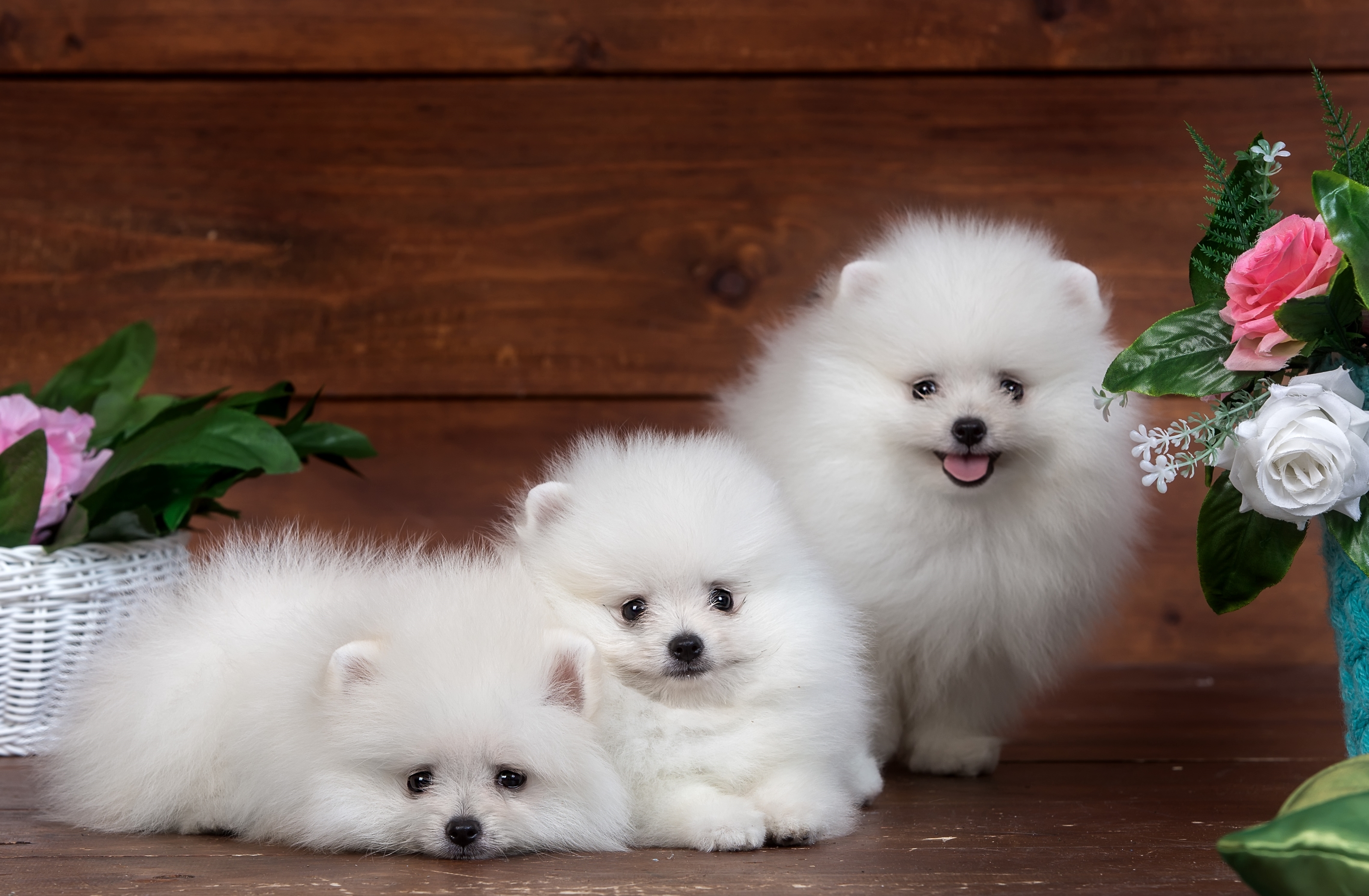 fondo de pantalla de pomerania,perro,pomeranio,spitz japonés,spitz alemán mittel