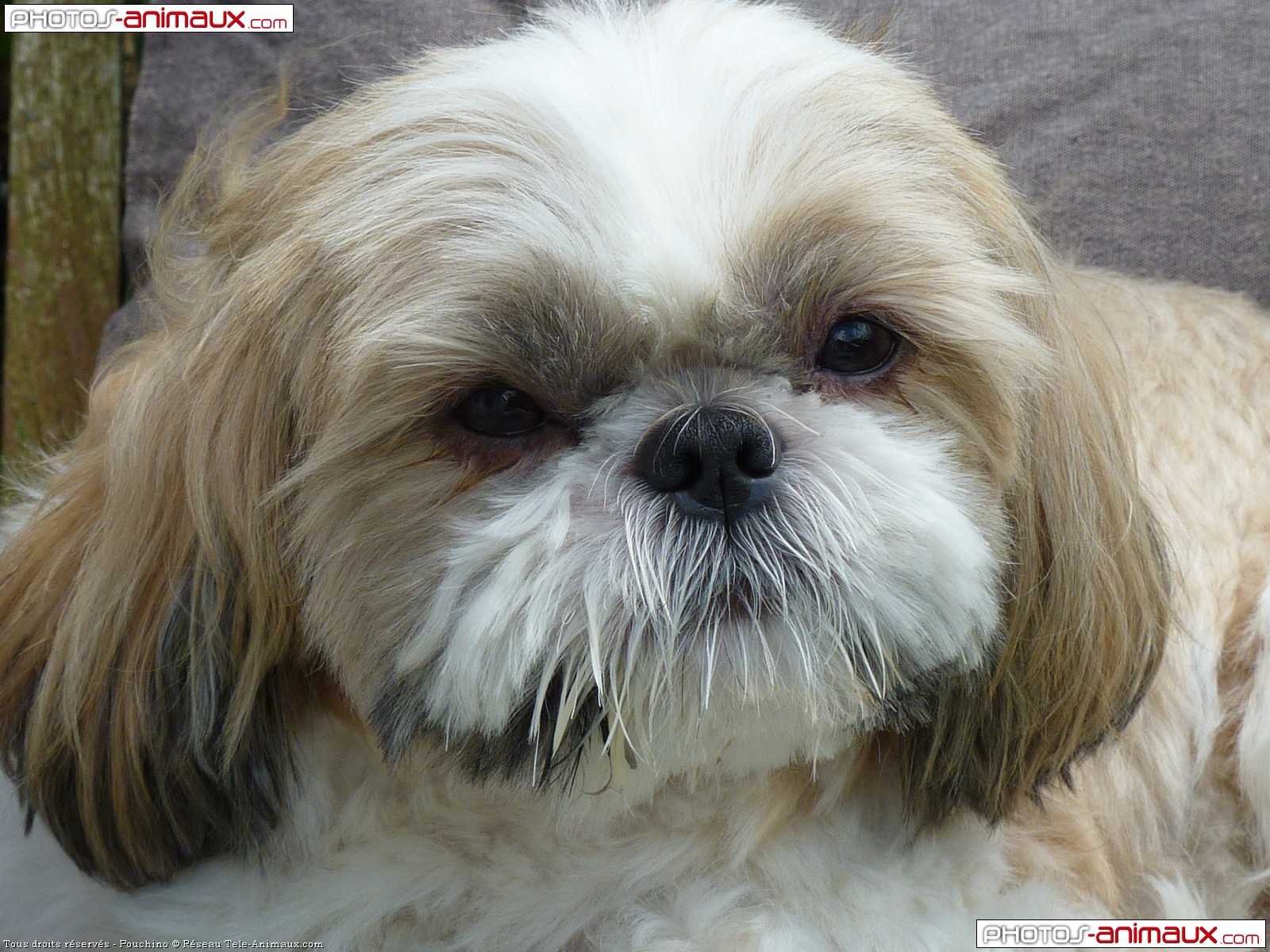 fondo de pantalla de shih tzu,perro,lhasa apso