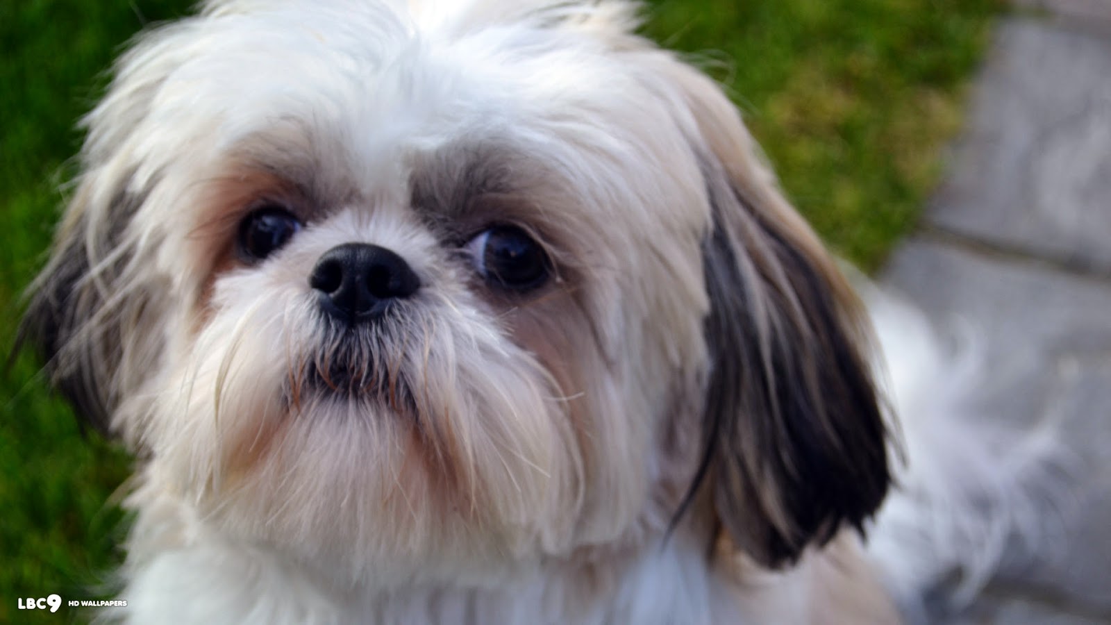 Shih Tzu Wallpaper Hd- WallpaperUse