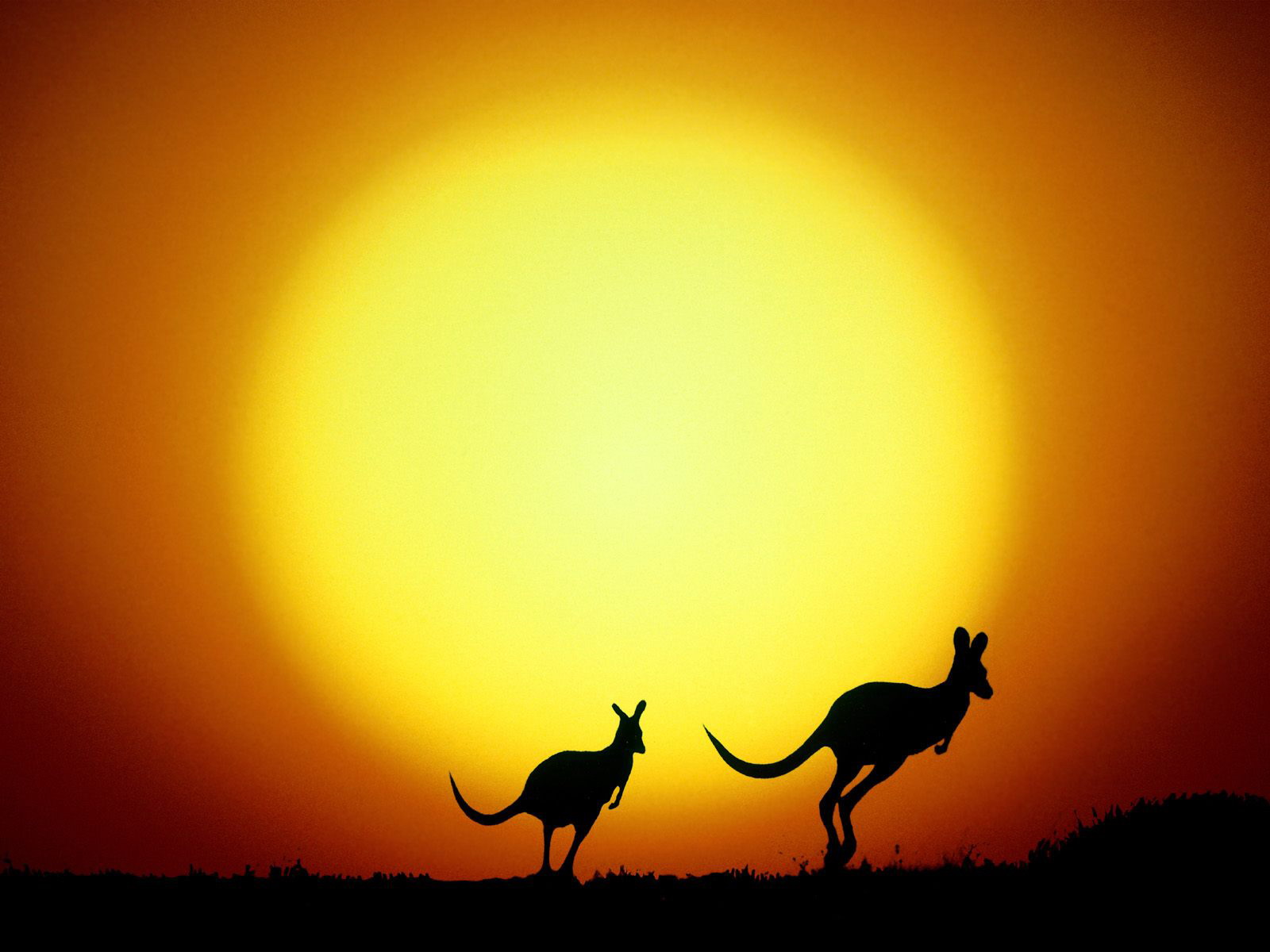 オーストラリアのiphoneの壁紙,空,野生動物,シルエット,日没,風景