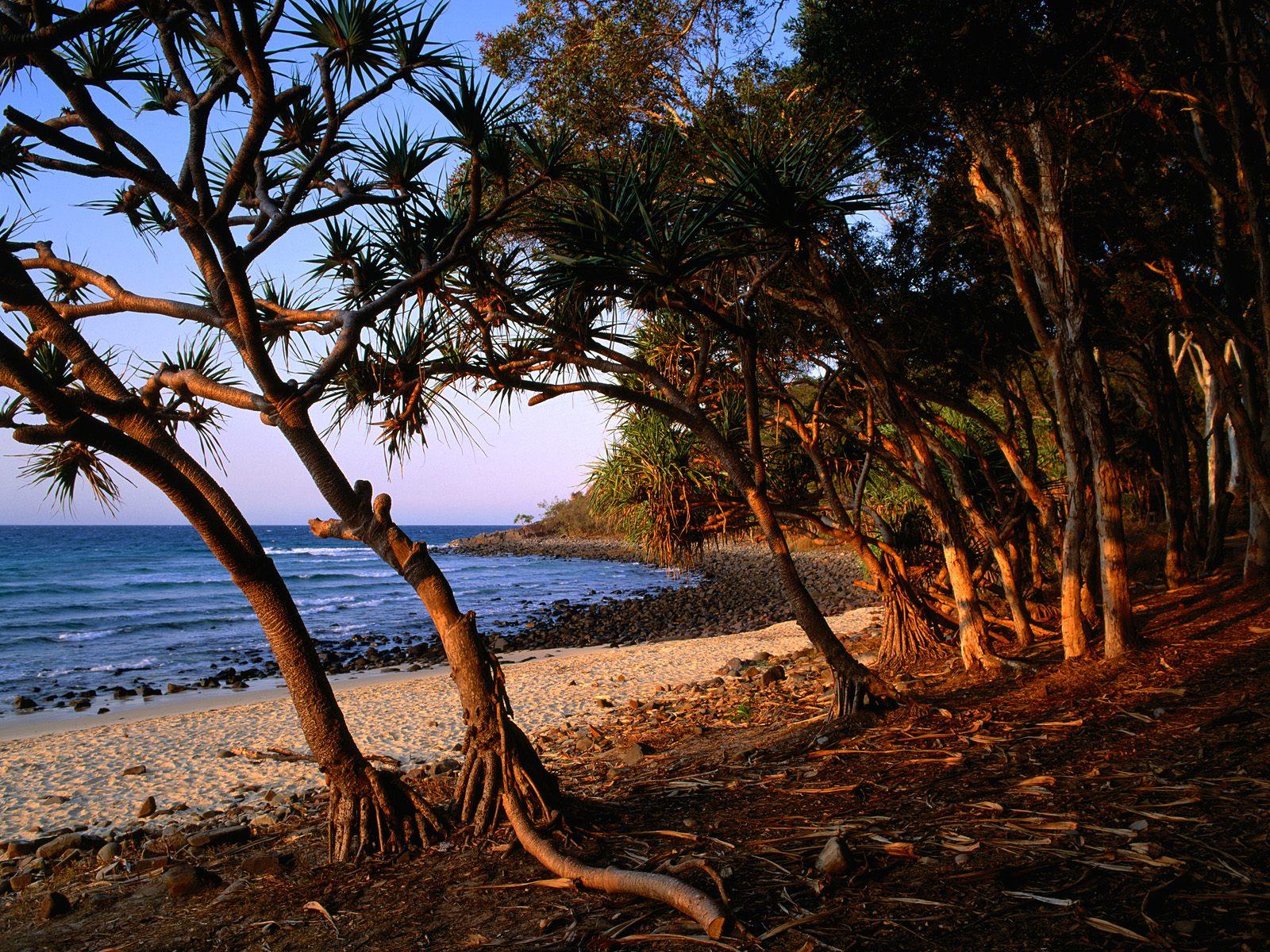 australien iphone wallpaper,natur,baum,himmel,ufer,strand