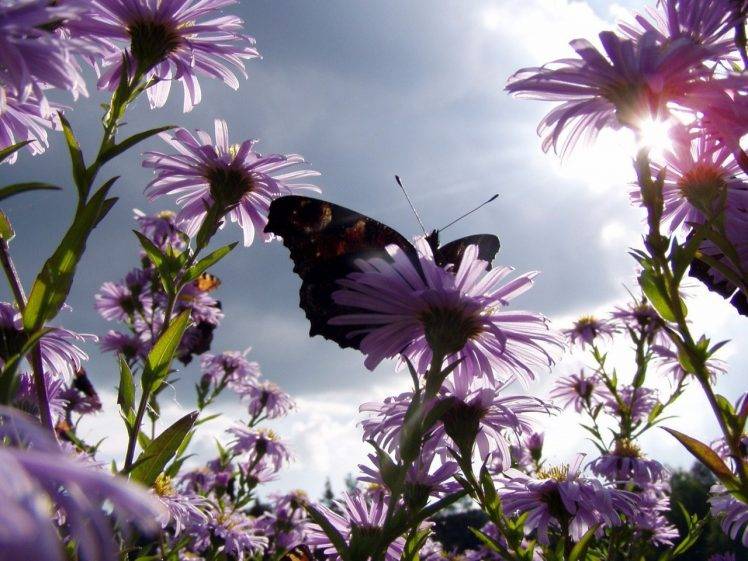 worms wallpaper,flowering plant,flower,plant,butterfly,petal