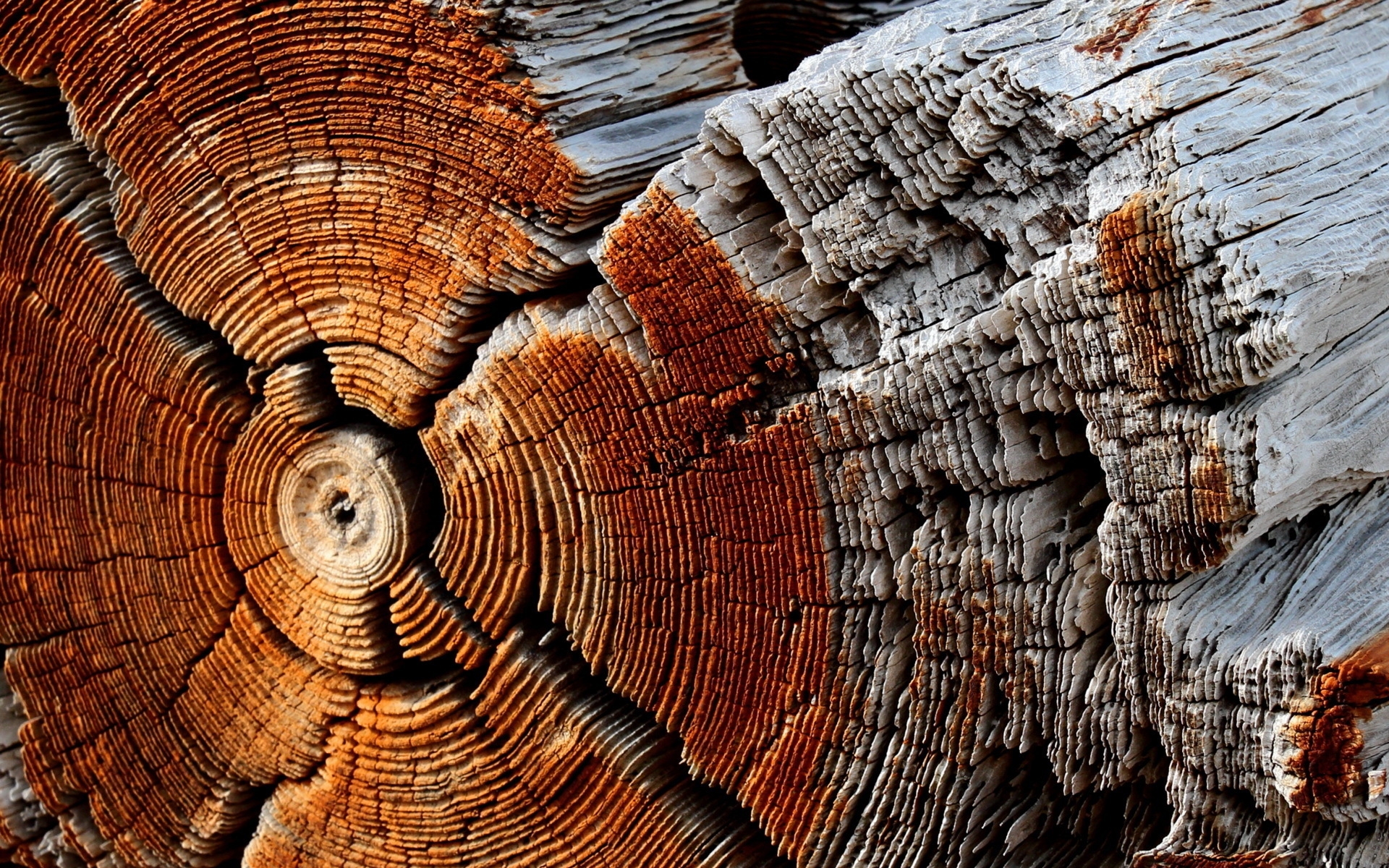 holz wallpaper,wood,trunk,tree,geology,tree stump