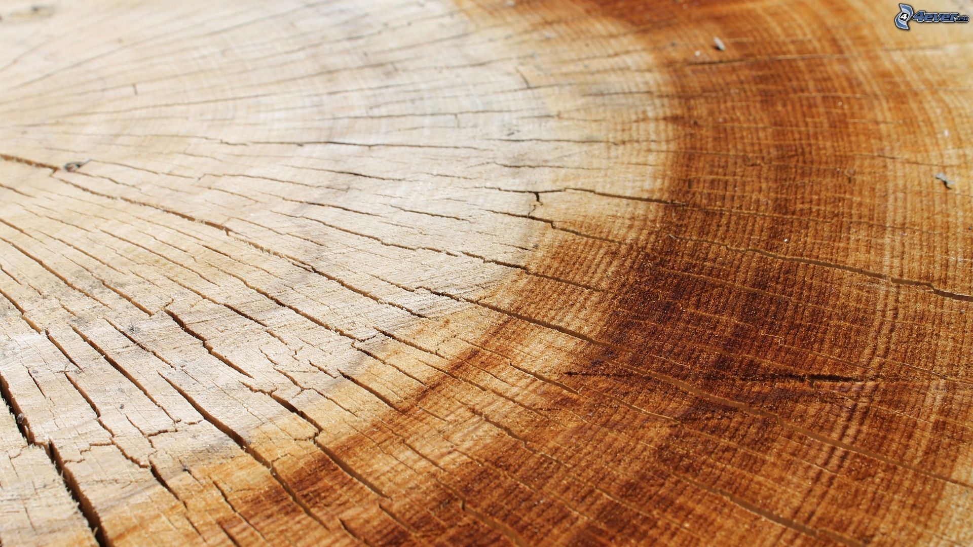 holz wallpaper,wood,wood stain,tree,hardwood,wood flooring