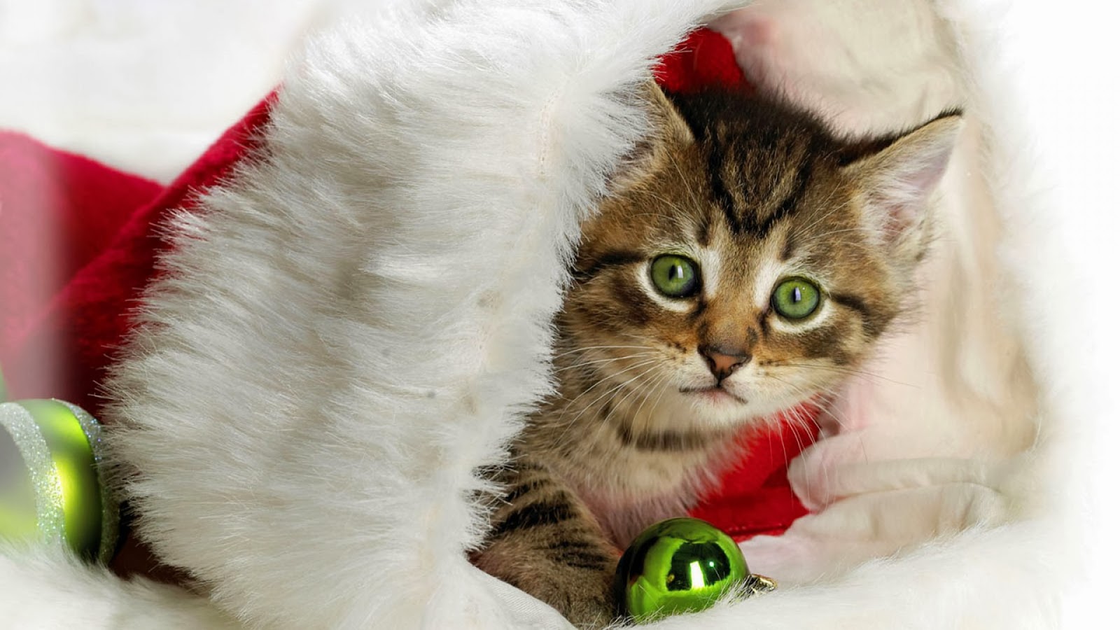 weihnachtskatze tapete,katze,kleine bis mittelgroße katzen,felidae,schnurrhaare,kätzchen