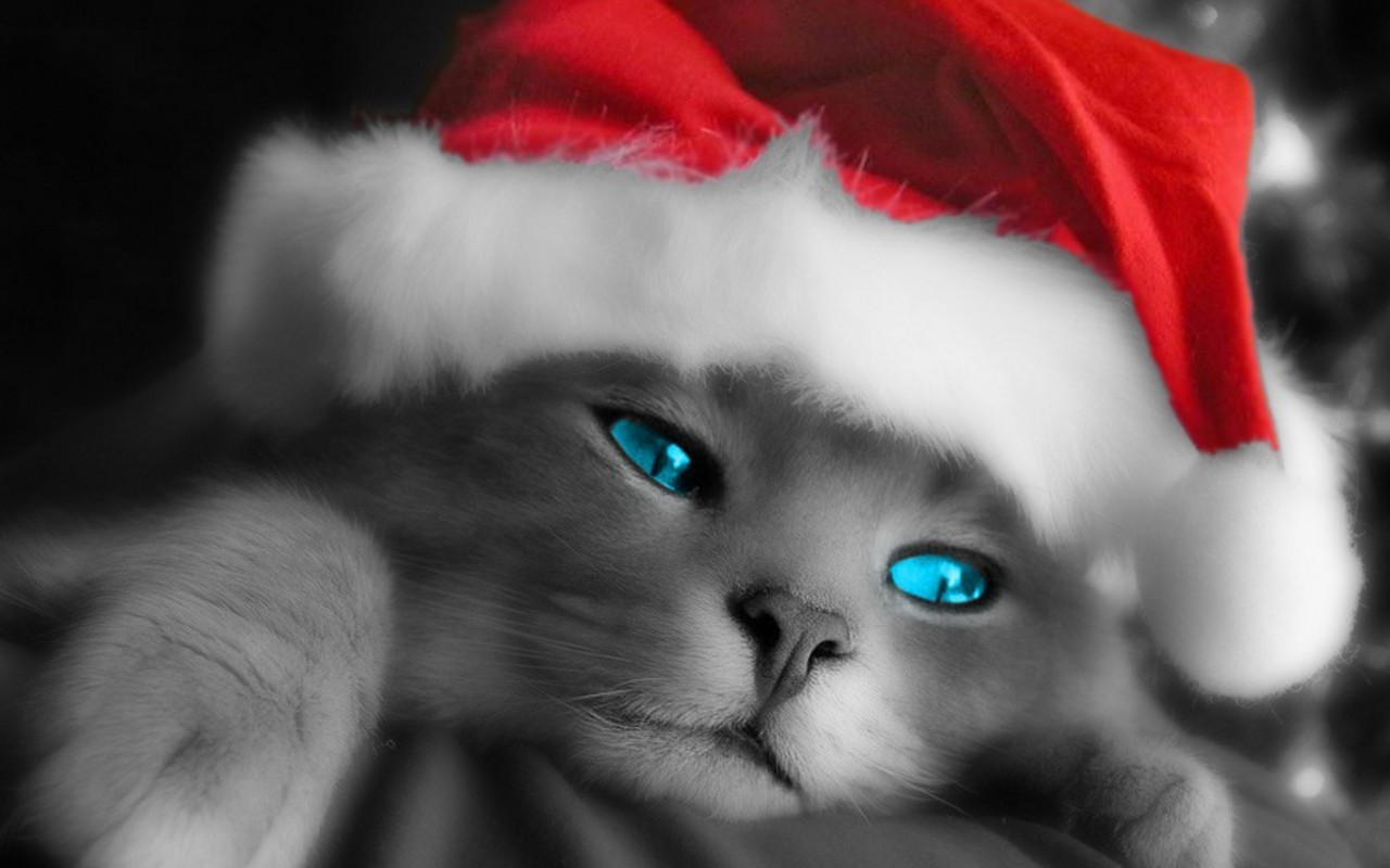 クリスマス猫の壁紙,ネコ,青い,ネコ科,中型から中型の猫,ひげ