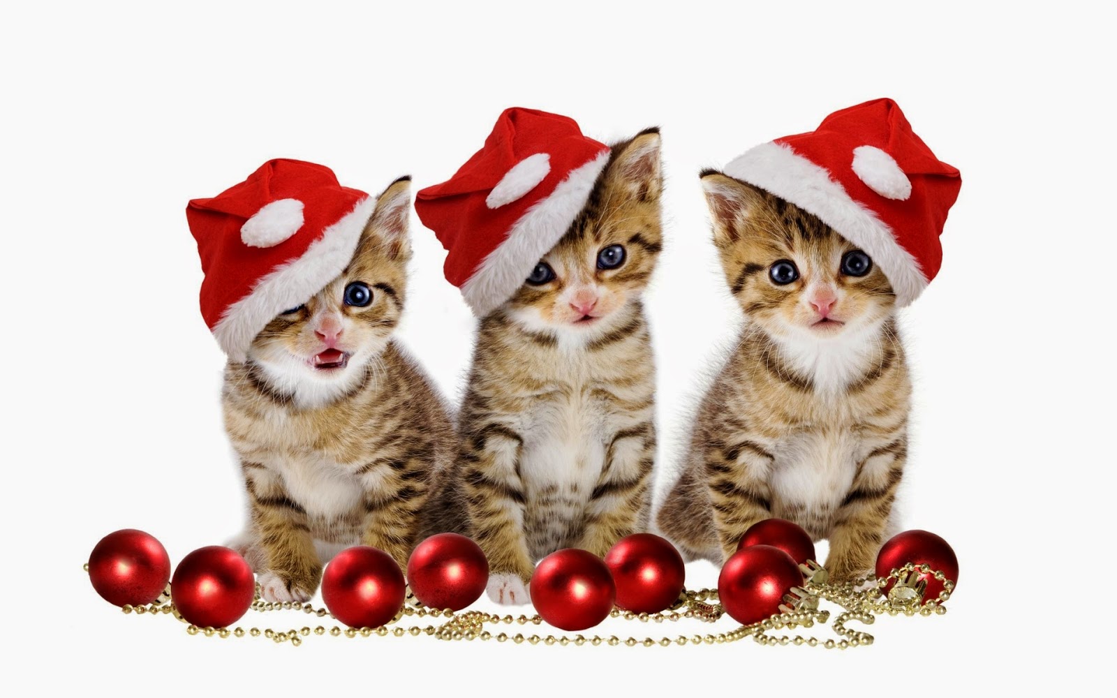 クリスマス猫の壁紙,ネコ,中型から中型の猫,ネコ科,子猫,クリスマス