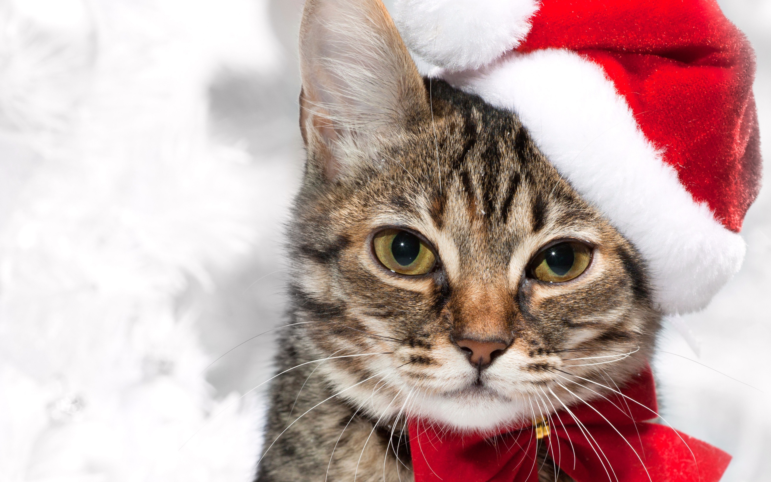 クリスマス猫の壁紙,ネコ,中型から中型の猫,ひげ,ネコ科,ぶち猫