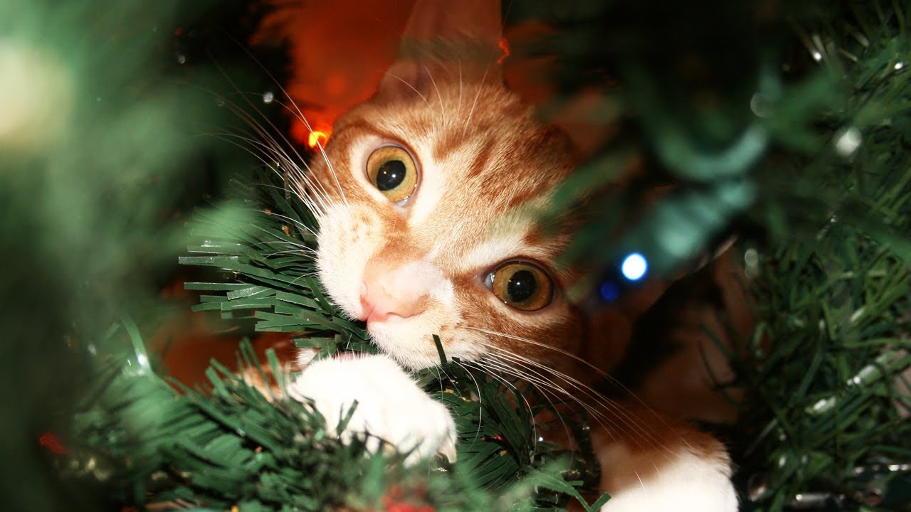 크리스마스 고양이 벽지,고양이,구레나룻,felidae,중소형 고양이,크리스마스 트리