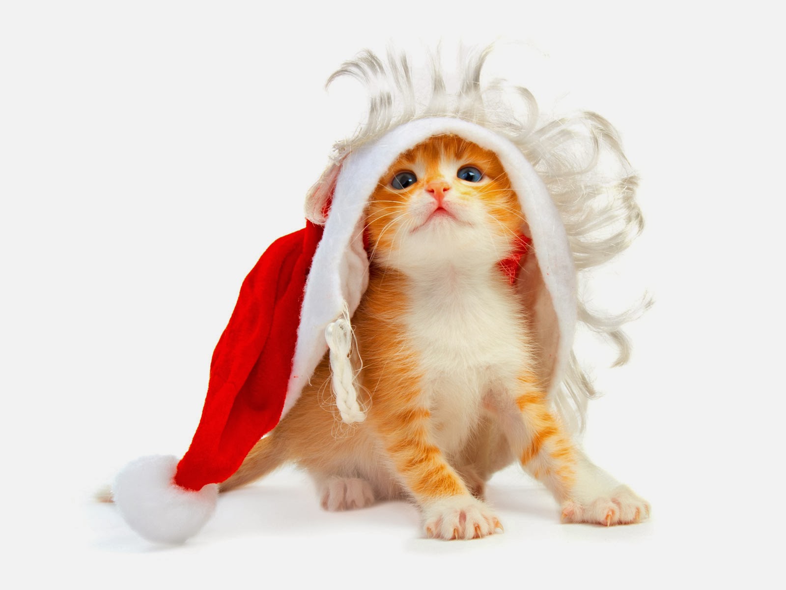 크리스마스 고양이 벽지,고양이,felidae,중소형 고양이,구레나룻,페르시아 인