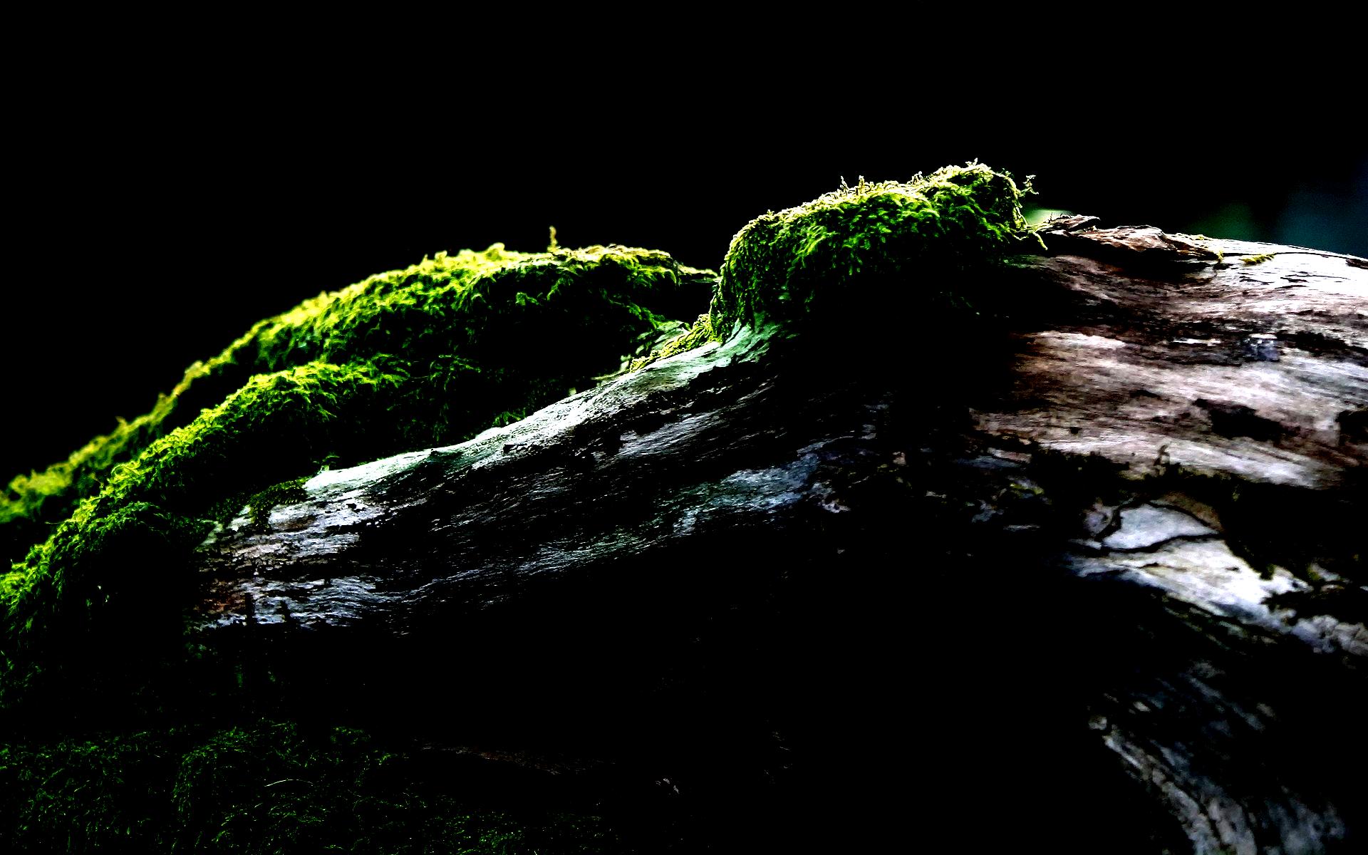 fond d'écran amoled,la nature,arbre,vert,roche,paysage naturel