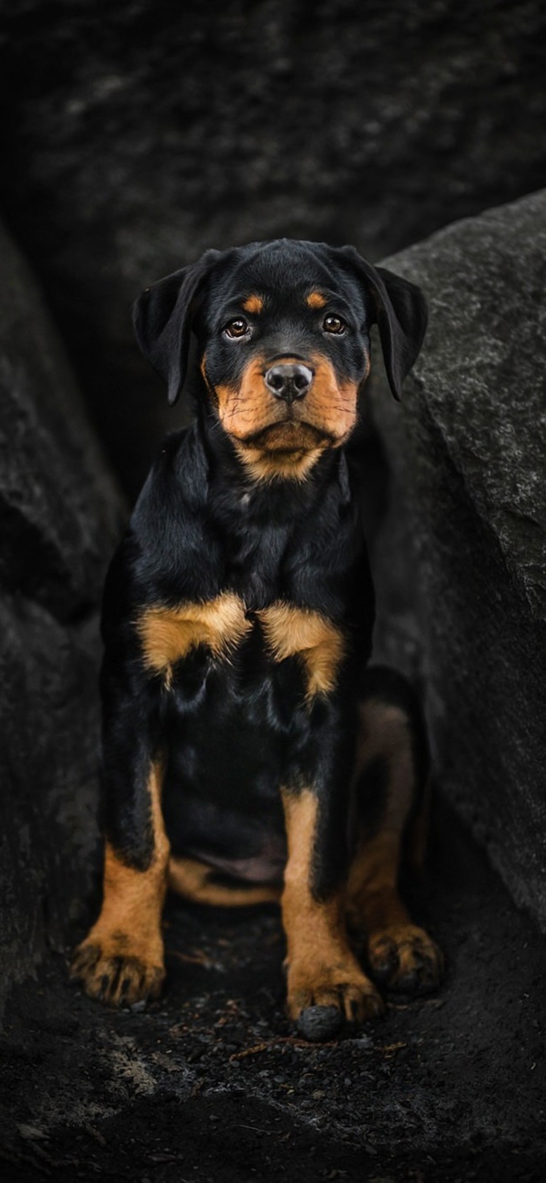 rottweiler hund hd wallpaper,hund,rottweiler,arbeitshund,hündchen,österreichischer schwarzbrauner hund