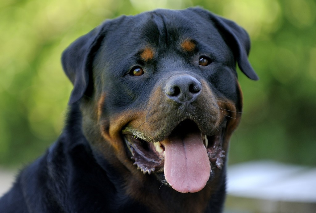 rottweiler dog sfondi hd,cane,rottweiler,grugno,razza di cane gigante