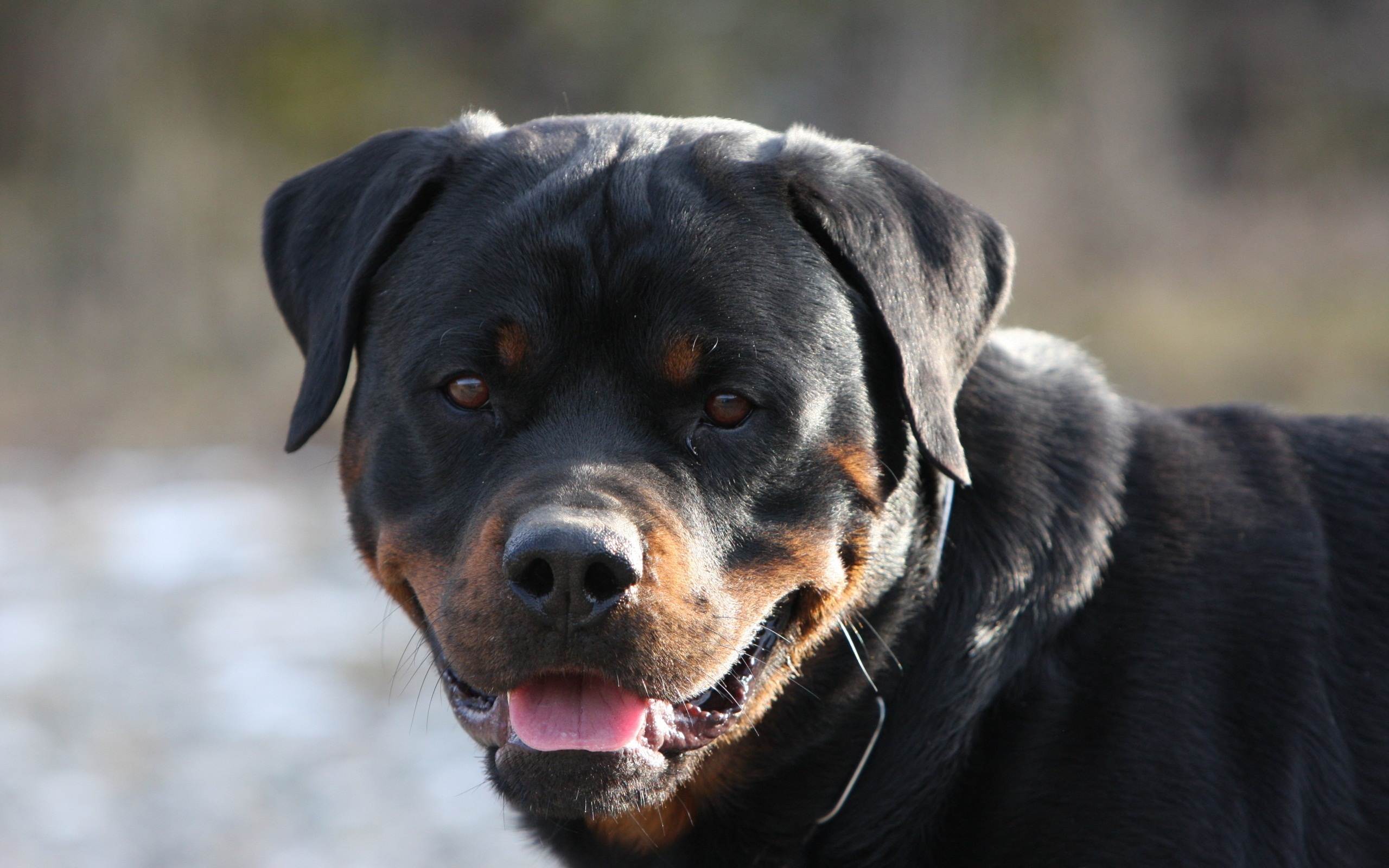 rottweiler hund hd wallpaper,hund,rottweiler,schnauze,arbeitshund