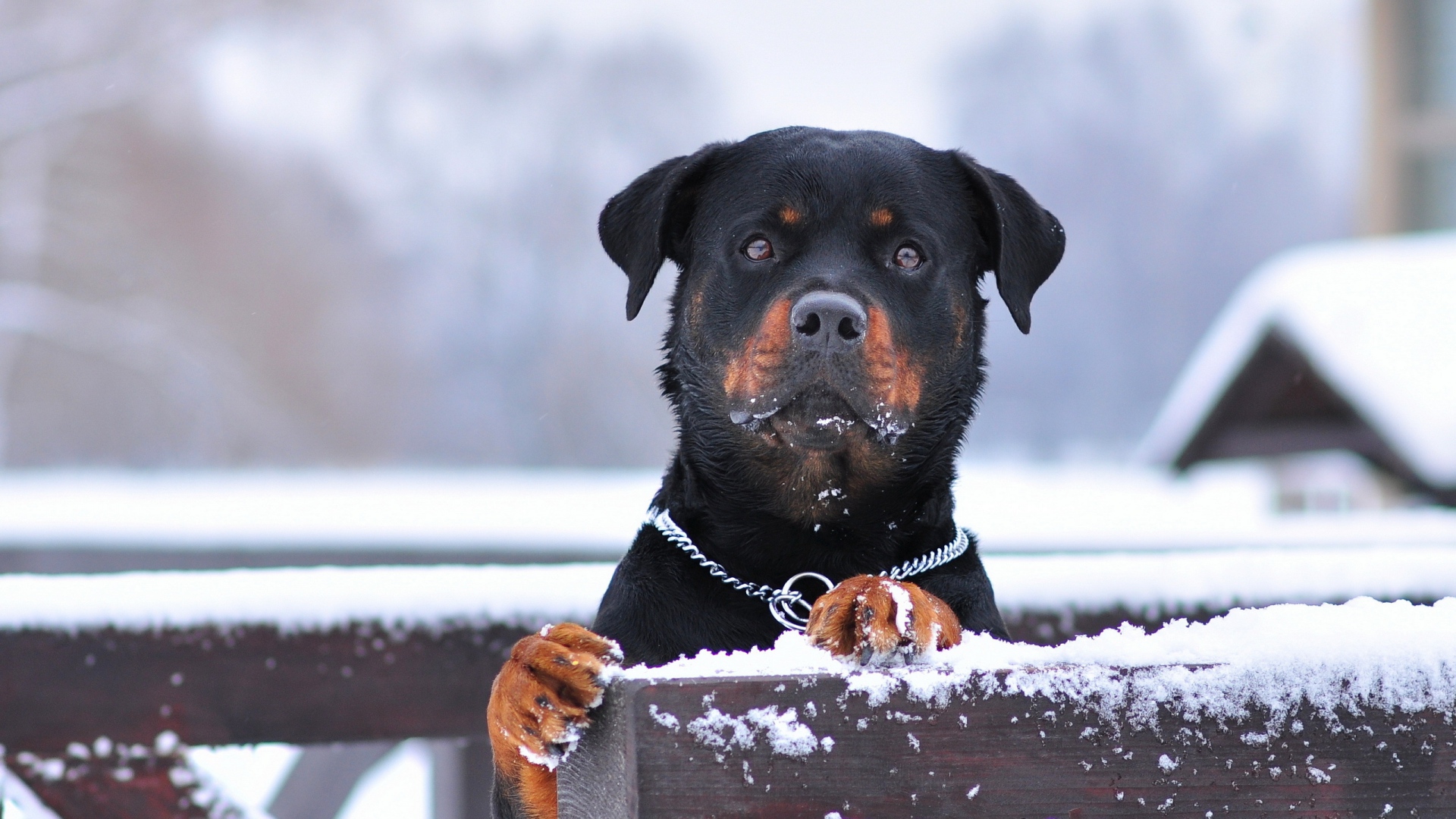 rottweiler hund hd wallpaper,hund,rottweiler,schnauze,arbeitshund