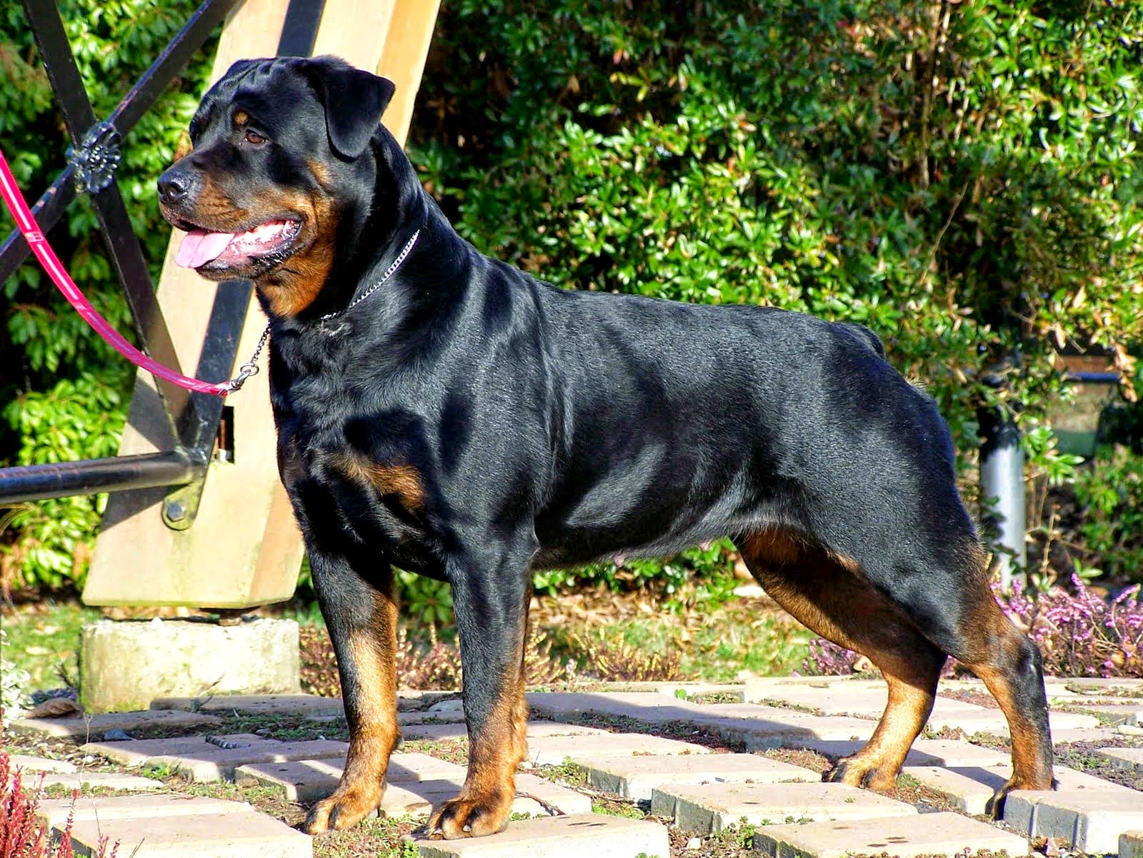 rottweiler hund hd wallpaper,hund,rottweiler,polnischer jagdhund,alte hunderassen