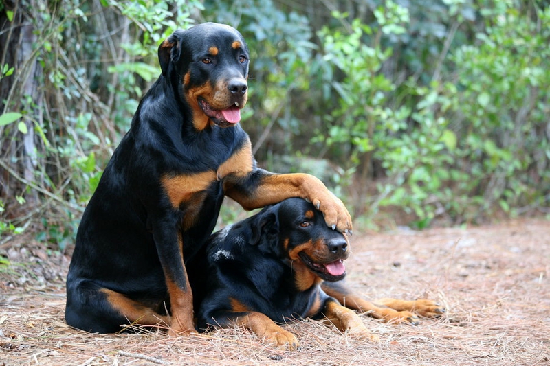 carta da parati cane rottweiler,cane,segugio austriaco nero e marrone chiaro,cane da caccia polacco,cane da caccia