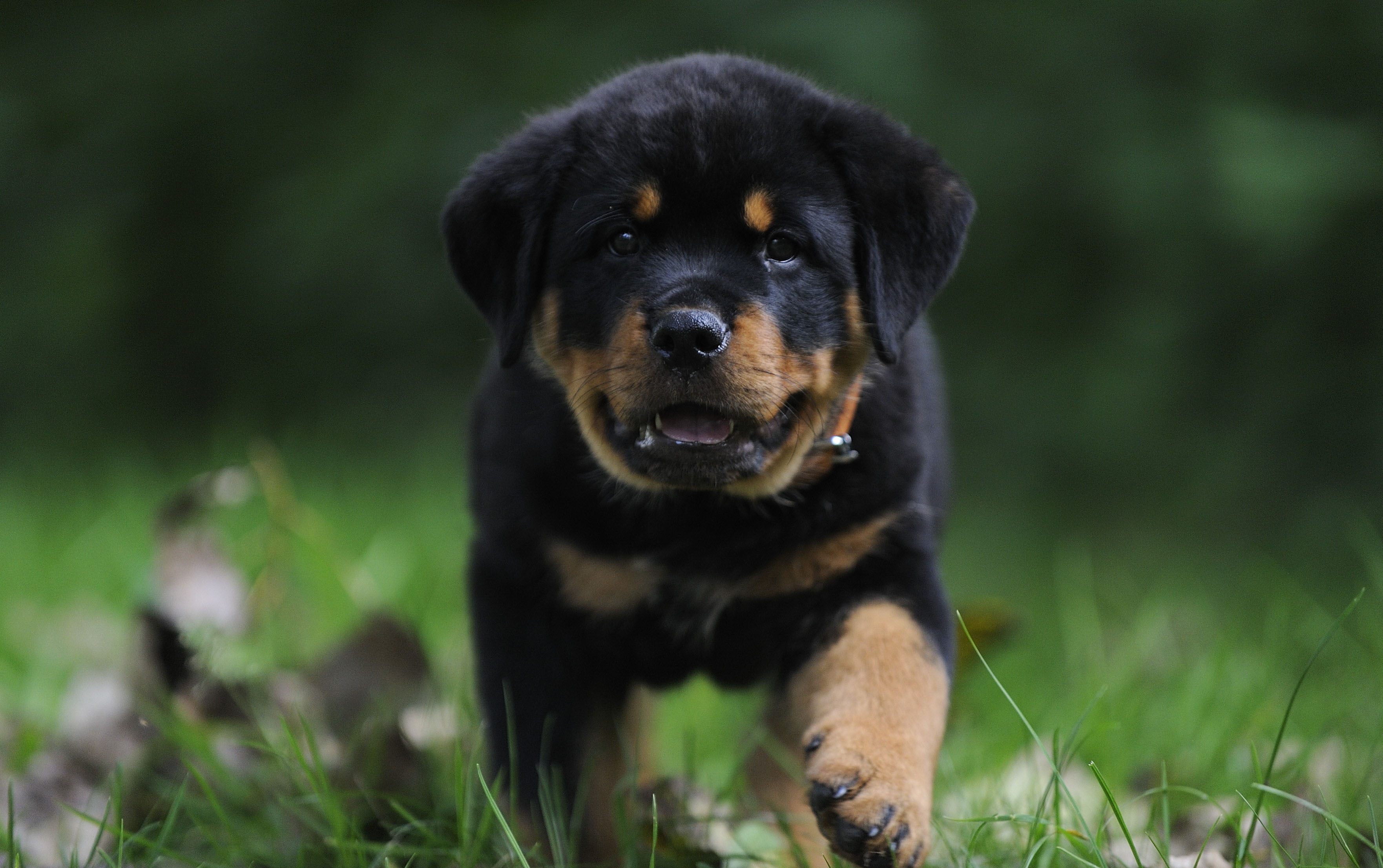 ロットワイラー犬の壁紙,犬,ロットワイラー,子犬,コンパニオンドッグ,鼻