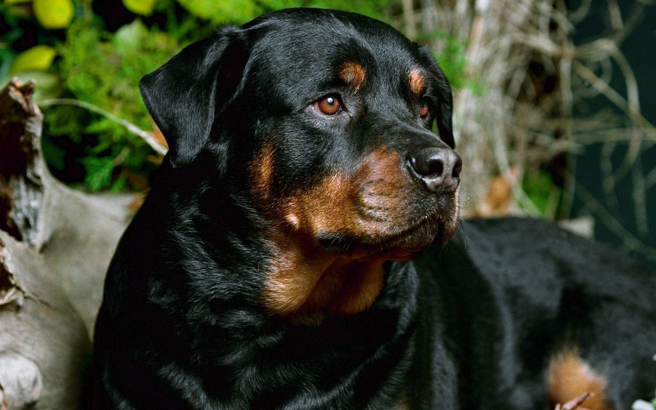 ロットワイラー犬の壁紙,犬,ロットワイラー,オーストリアの黒と黄褐色の猟犬,ポーランドの狩猟犬,鼻