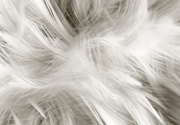 회색 깃털 벽지,머리,하얀,깃,모피,금발
