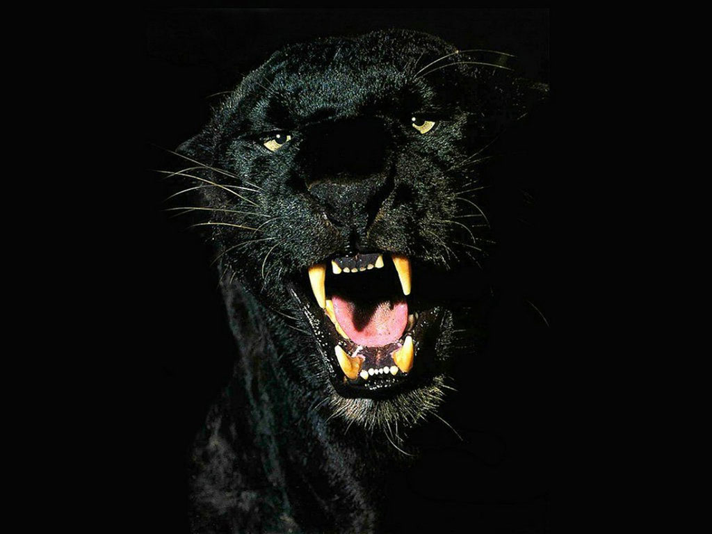 jaguar noir fonds d'écran hd,rugir,noir,félidés,gros chats,museau