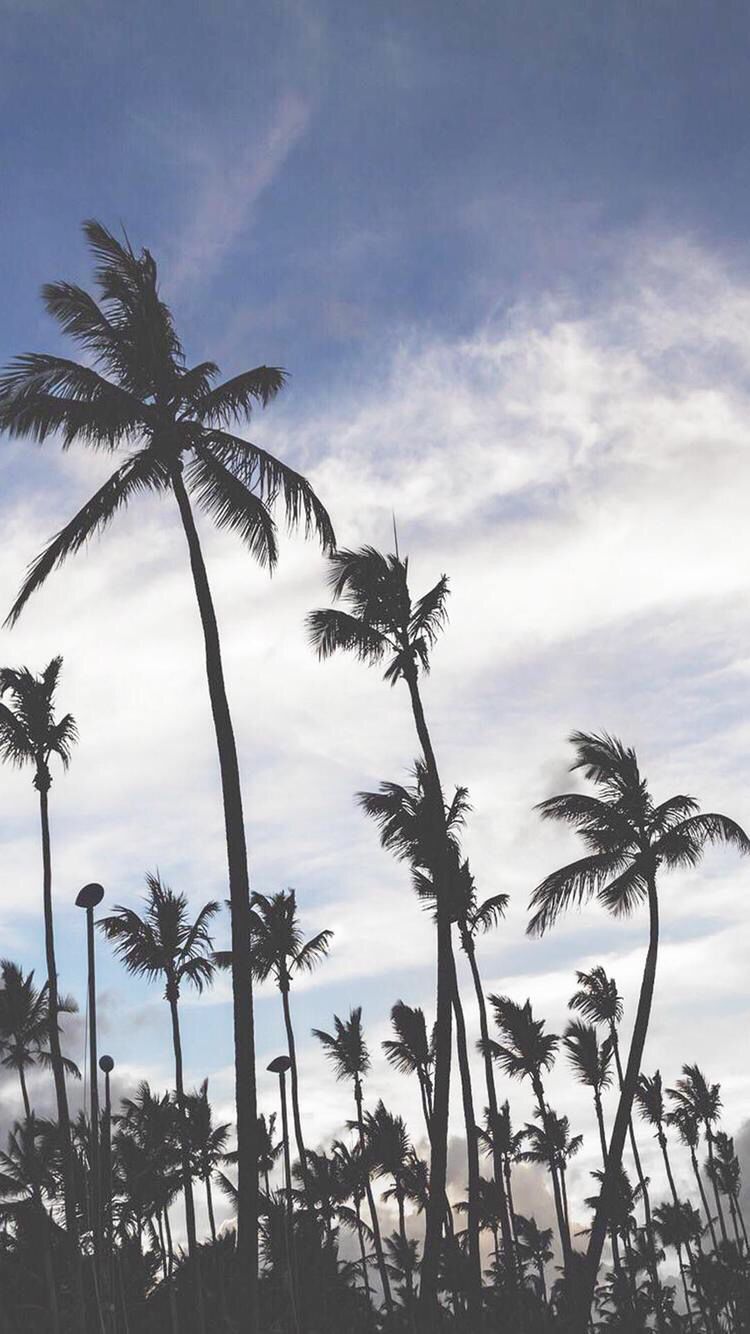 iphone 6s wallpaper tumblr,himmel,natur,baum,palme,attalea speciosa