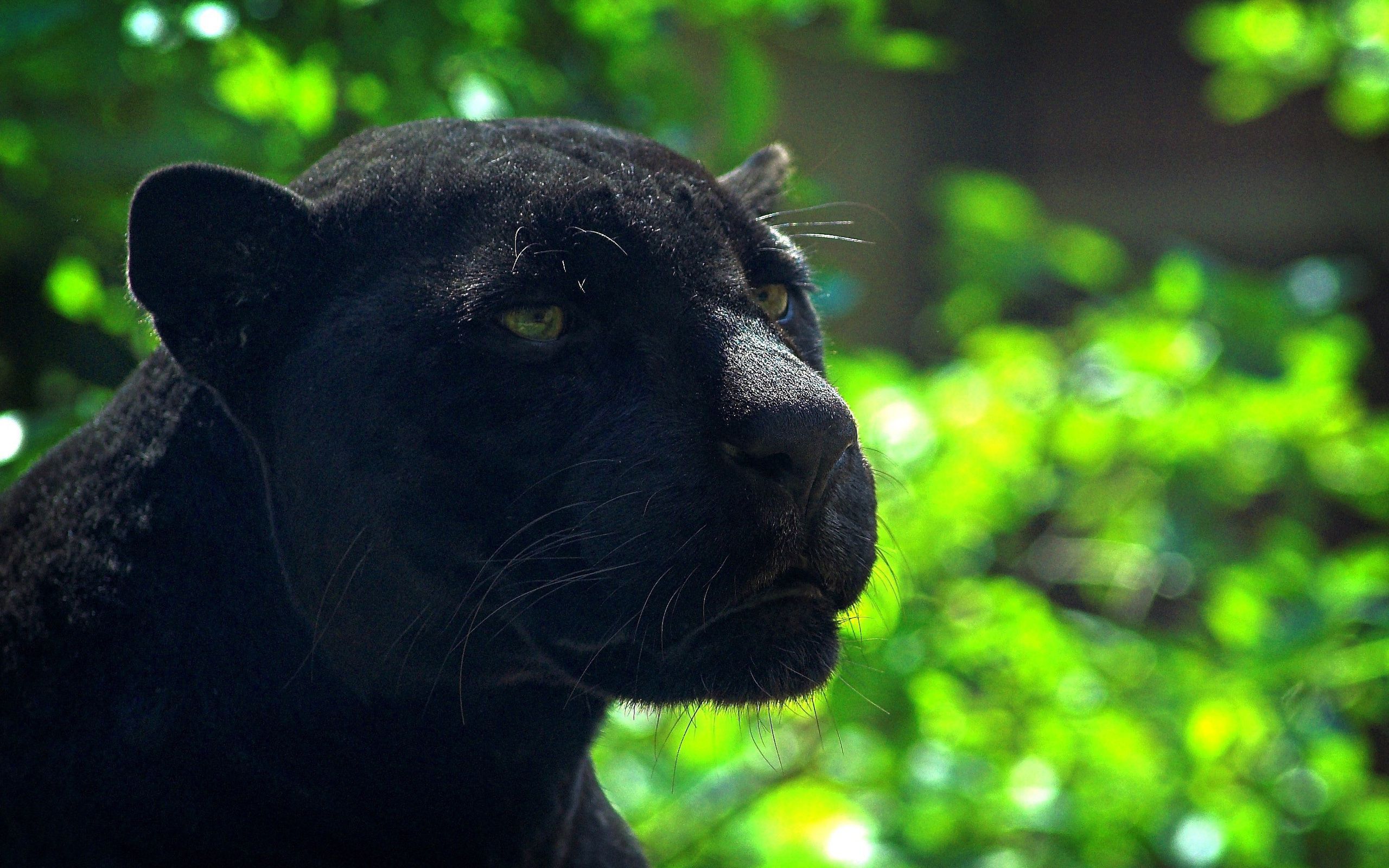 黒ジャガーのhdの壁紙,陸生動物,ネコ科,黒,ジャガー,野生動物