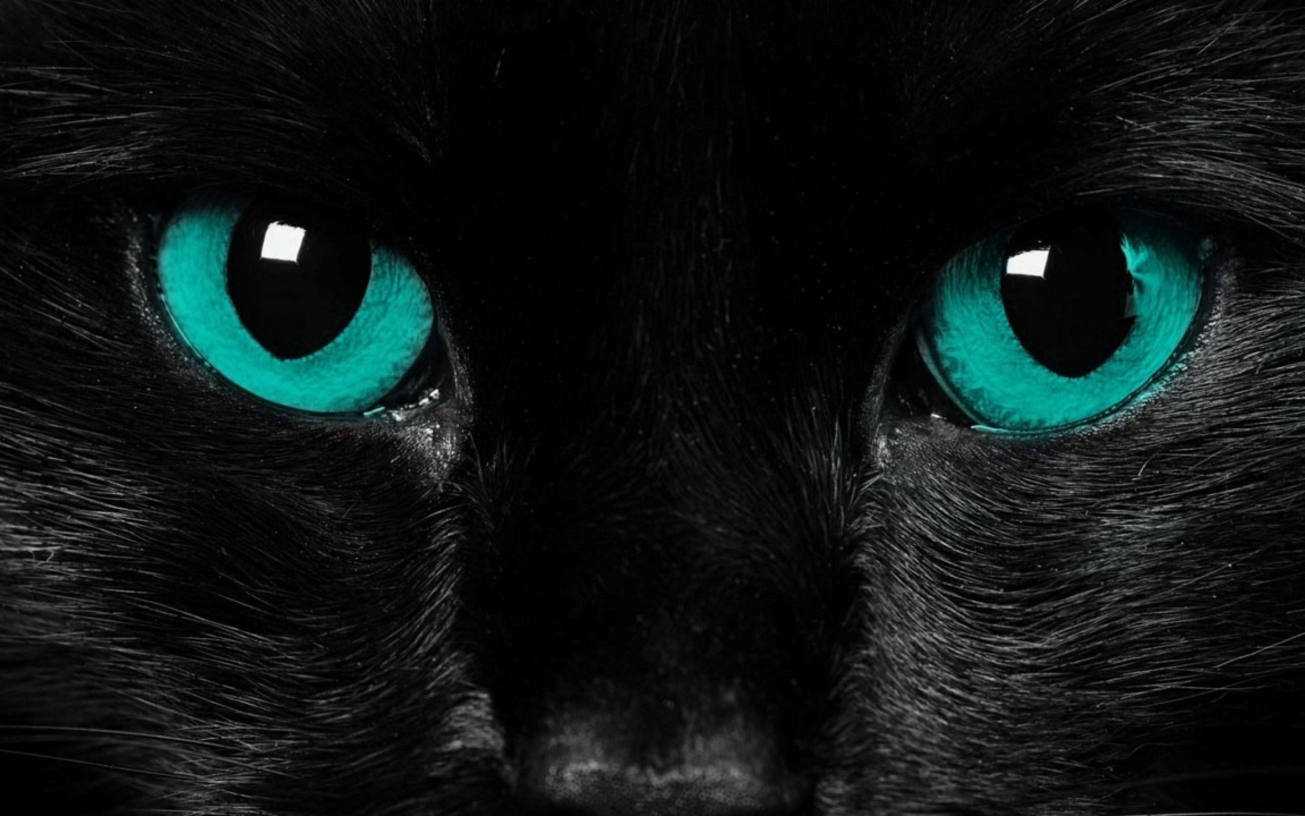 jaguar negro fondos de pantalla hd,gato,gato negro,negro,gatos pequeños a medianos,felidae