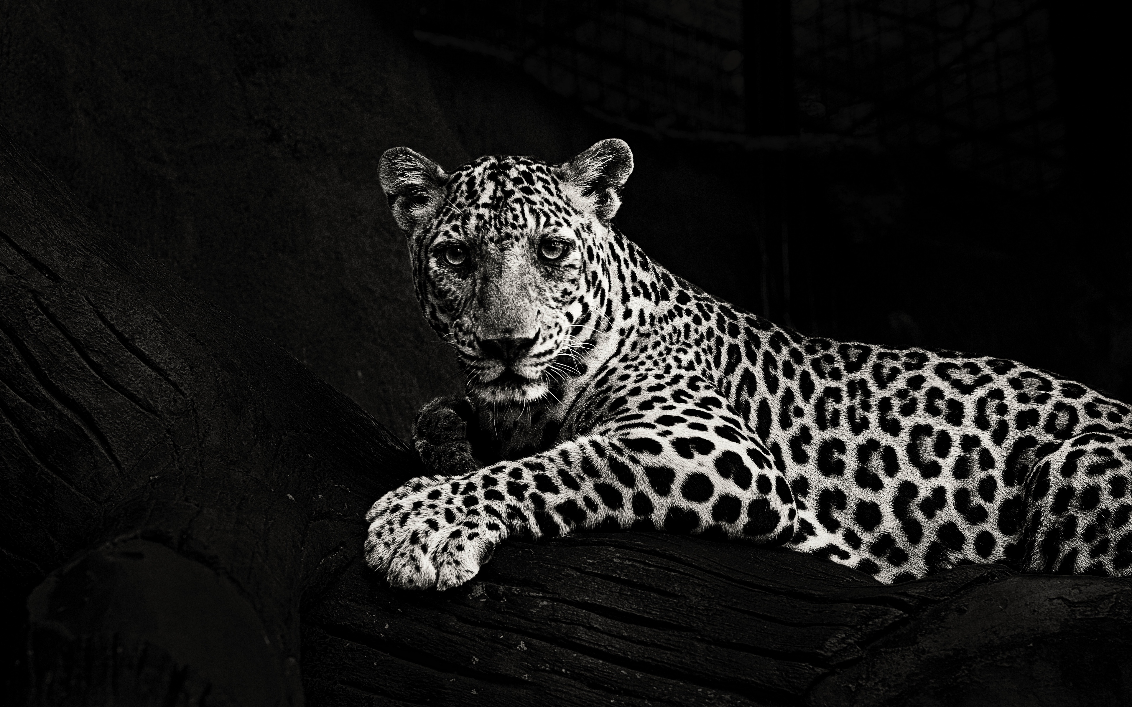 黒ジャガーのhdの壁紙,陸生動物,ジャガー,野生動物,ネコ科,ヒョウ